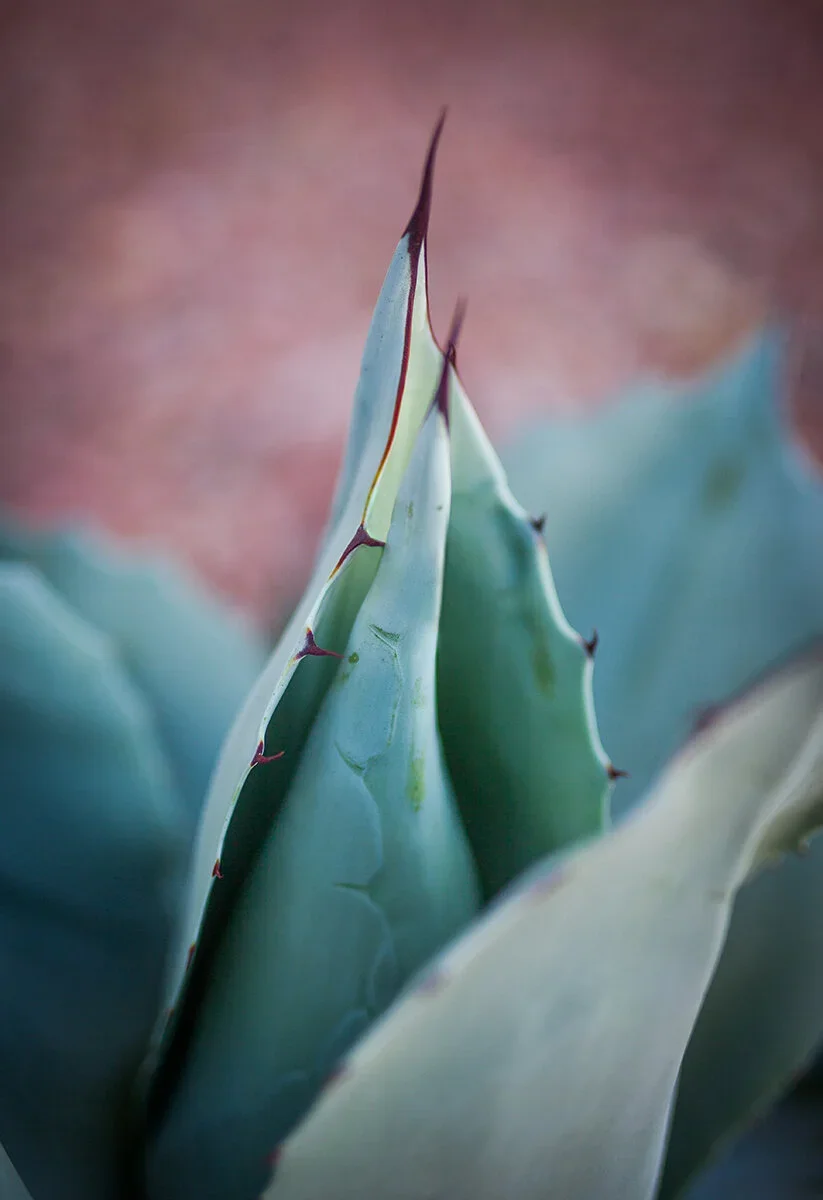 Close-up of an agave plant with pointed, thick, blue-green leaves and sharp reddish thorns along the edges.