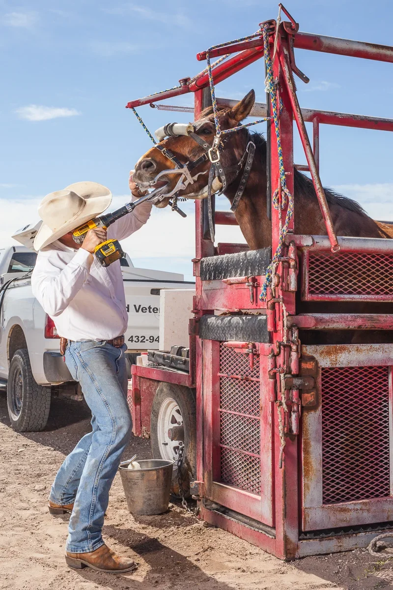 A person wearing a cowboy hat and jeans is using a drill on a horse that is in a red stock trailer, with a clear blue sky in the background.