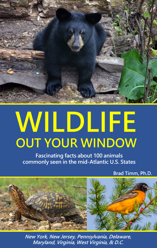 Cover of a book titled "Wildlife Out Your Window", the mid-Atlantic version, featuring a black bear cub on logs, a box turtle on the ground, and a male Baltimore Oriole on a tree branch.