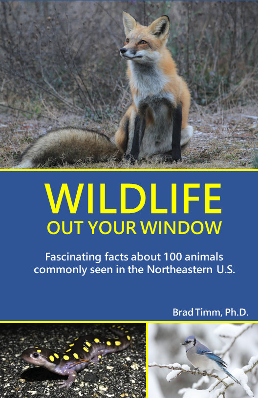 The cover of a wildlife book titled 'Wildlife Out Your Window' by Brad Timm, Ph.D., featuring a fox sitting in a forest, a salamander with yellow spots, and a bluebird on a snowy branch.