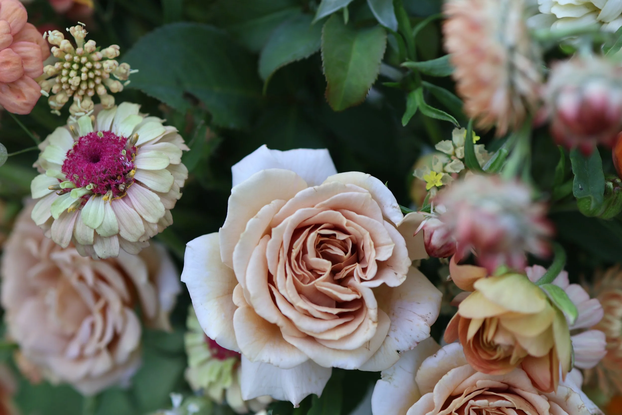 Close-up of various flowers, including a cream-colored rose and a pinkish flower with a dark pink center, surrounded by green leaves.