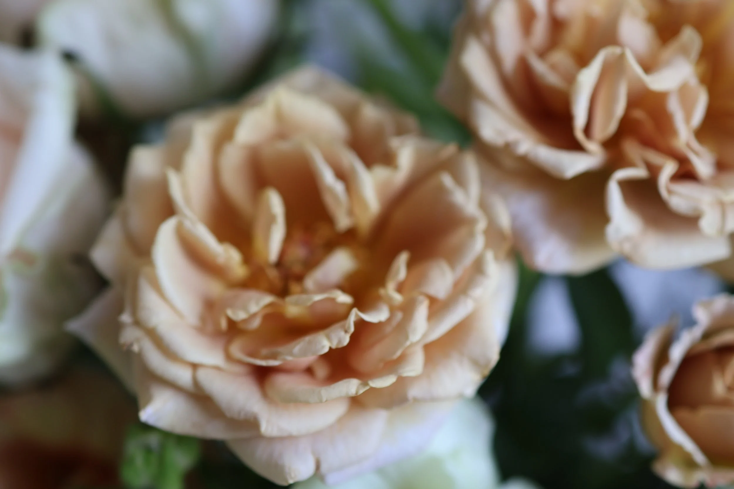 Close-up of peach-colored roses with ruffled petals and green stems.