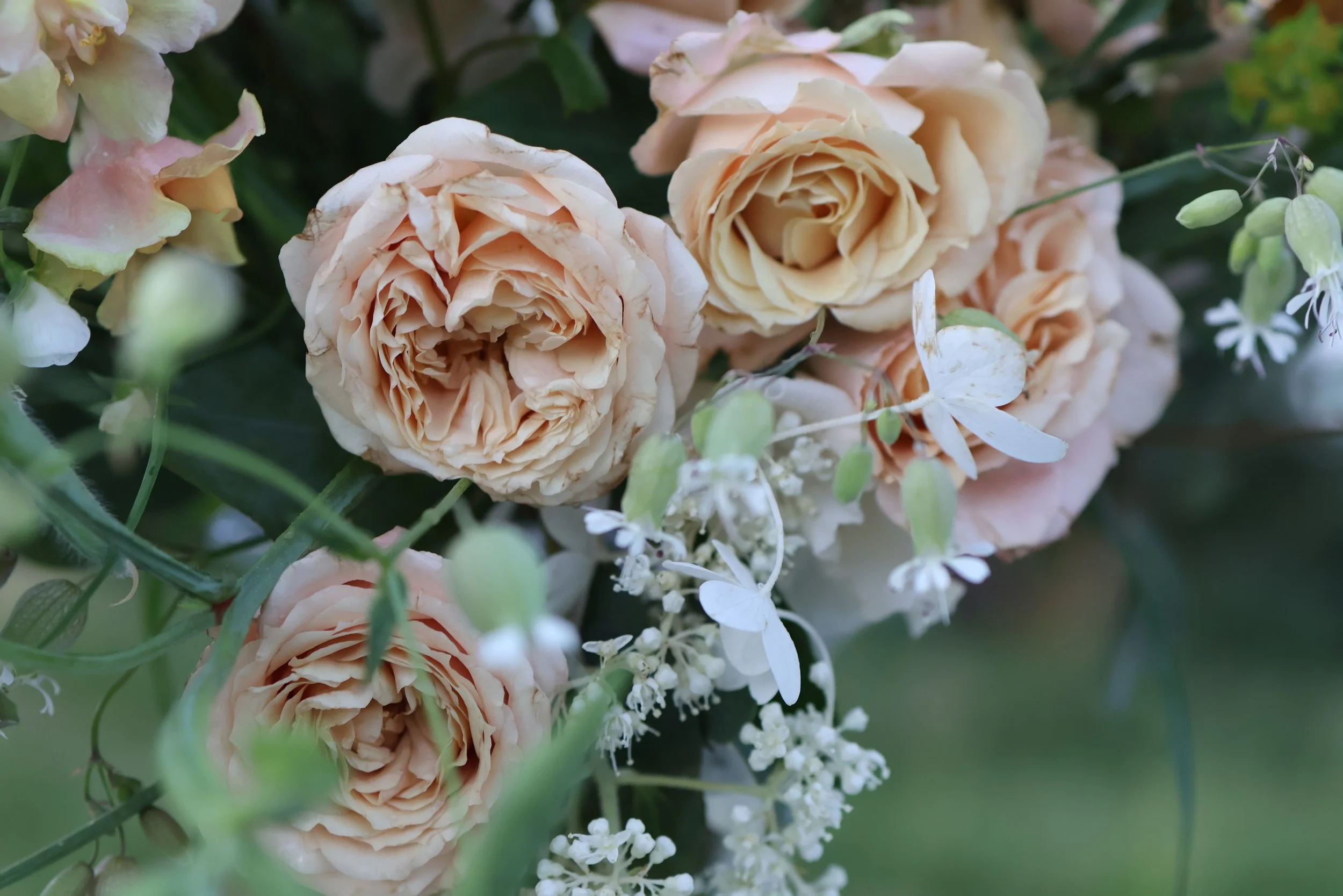 Close-up of a bouquet of light pink and peach roses with small white flowers and green leaves.
