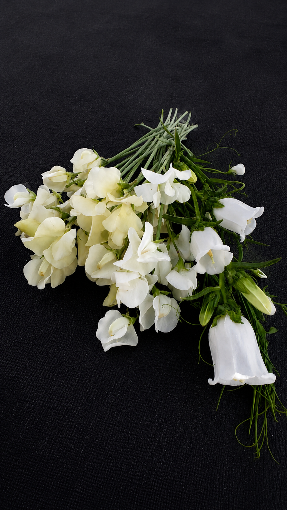 Bouquet of white sweet peas flowers on black background.