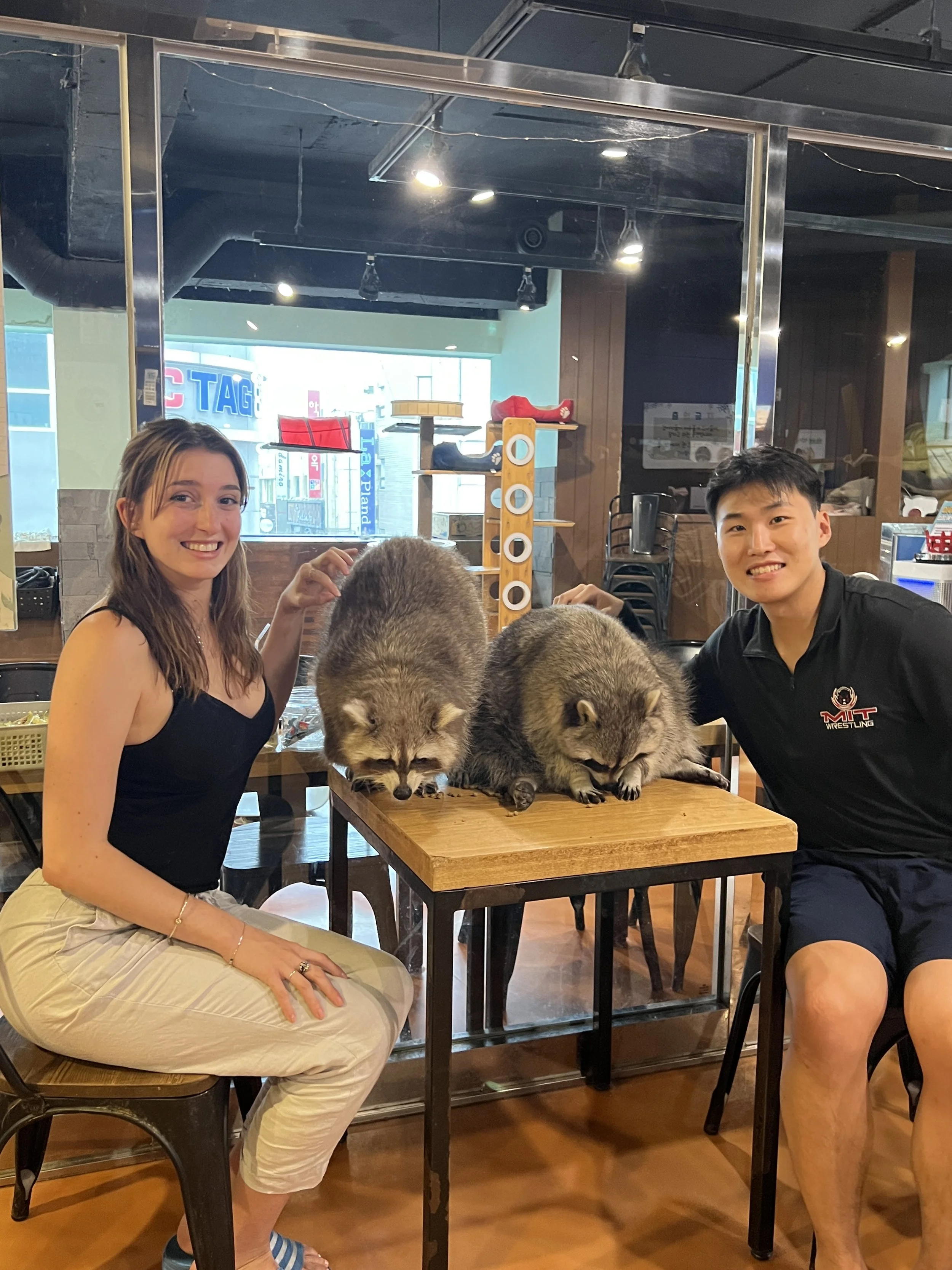 Raccoon cafe in Cheong Ju