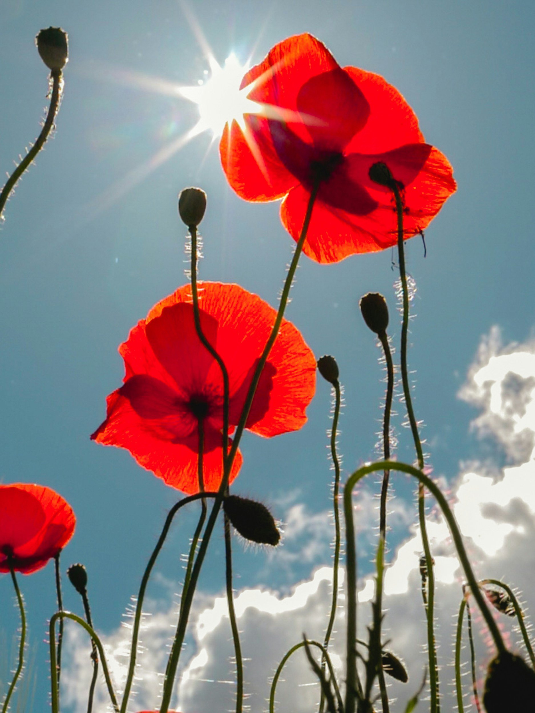 Red poppy flowers with the sun shining behind them in a blue sky with a few clouds.