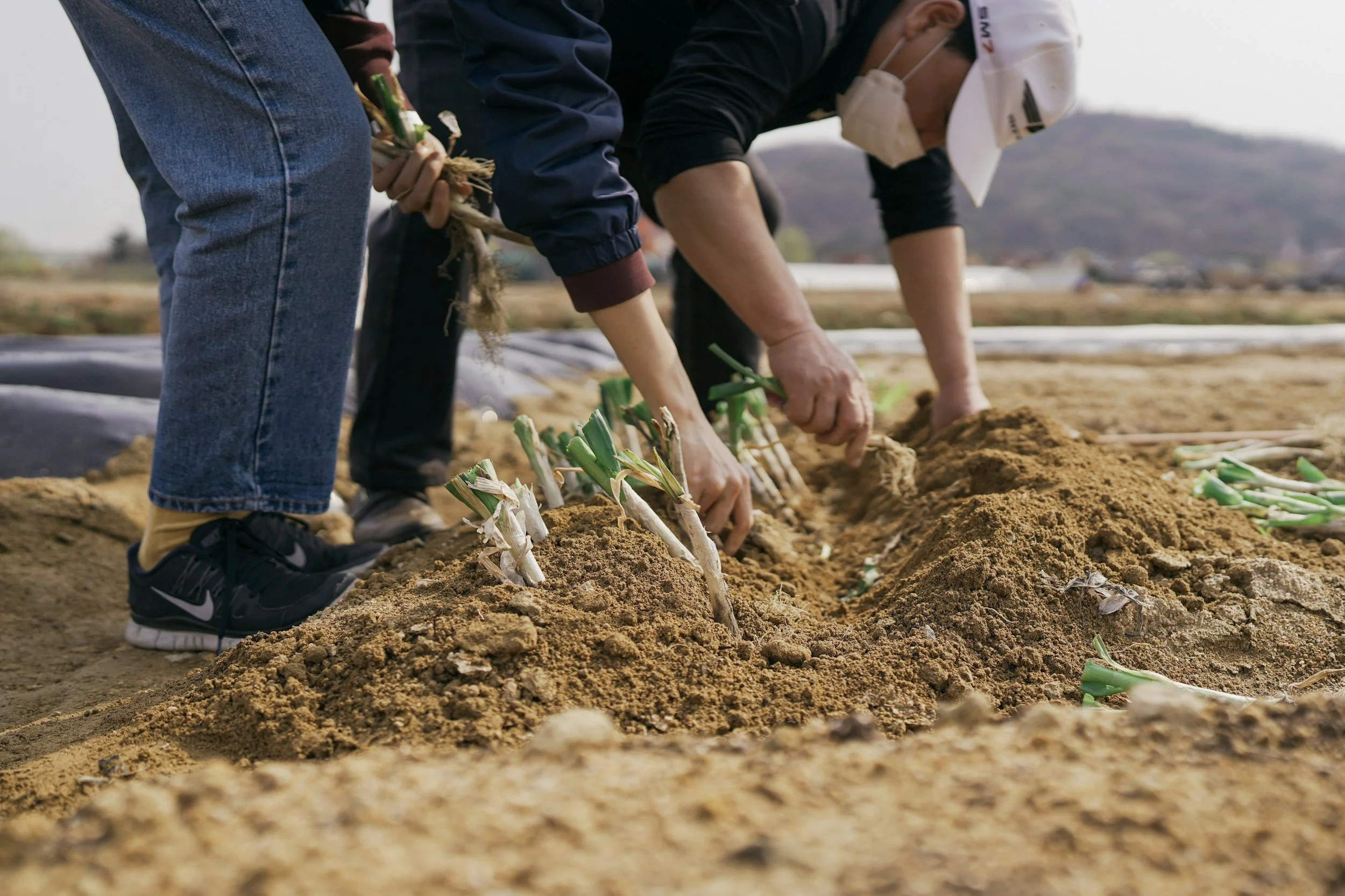 Two people planting green onion seedlings in the soil on a farm, with mountains in the background.