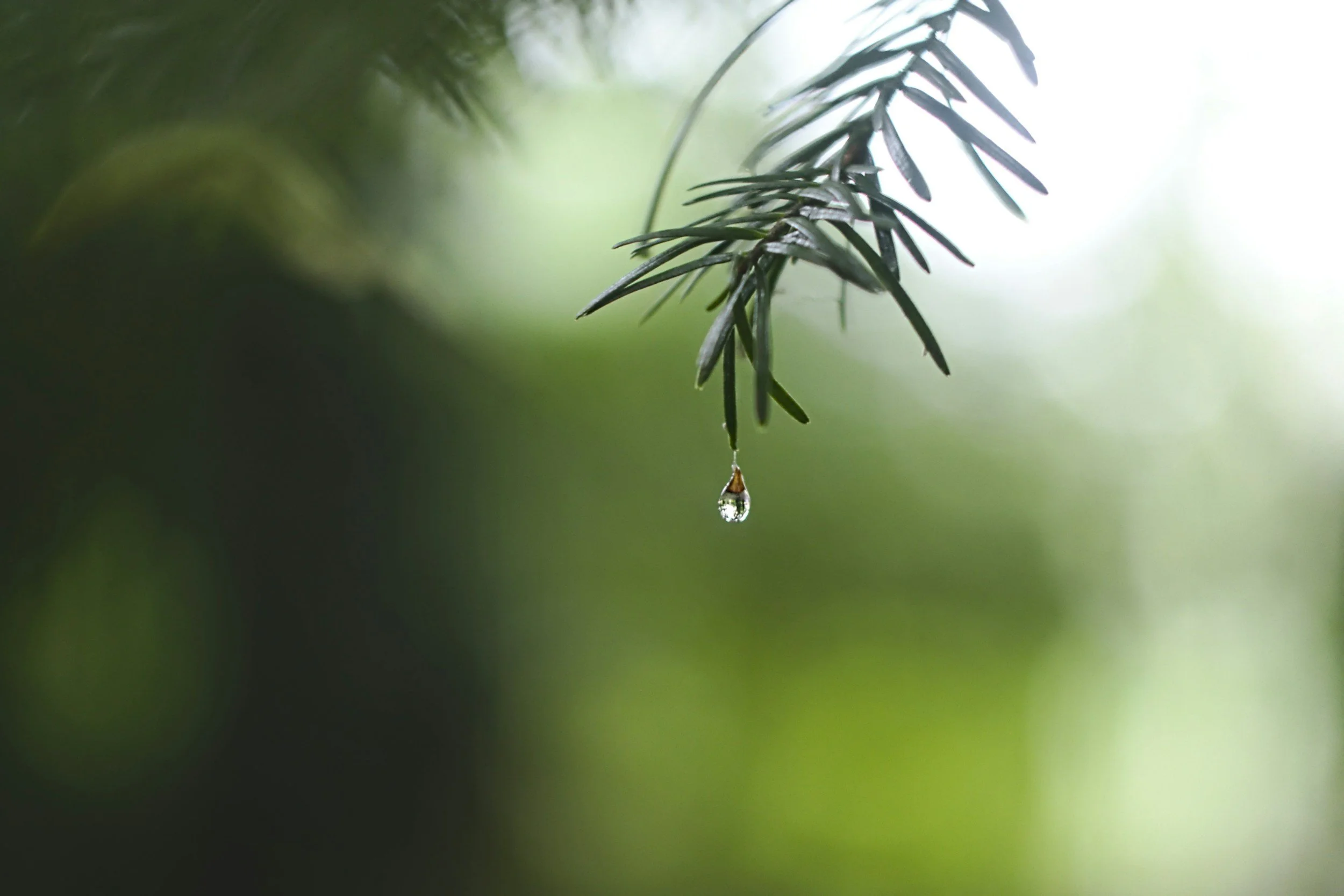 Close-up of a green pine branch with a single water droplet hanging from one of the needles against a blurred green background.