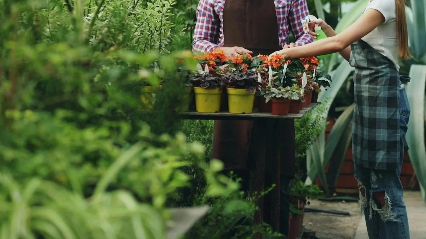 Person selling potted plants at a nursery market stall while a customer shops.