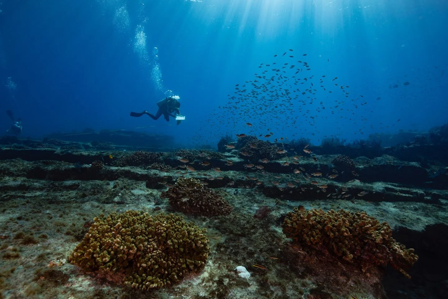 We&rsquo;re excited to announce our partnership with WILDCOAST!

For over two decades, WILDCOAST has worked to protect our coastlines, oceans, and wildlife by conserving critical habitats, managing protected areas, and inspiring communities to safegu