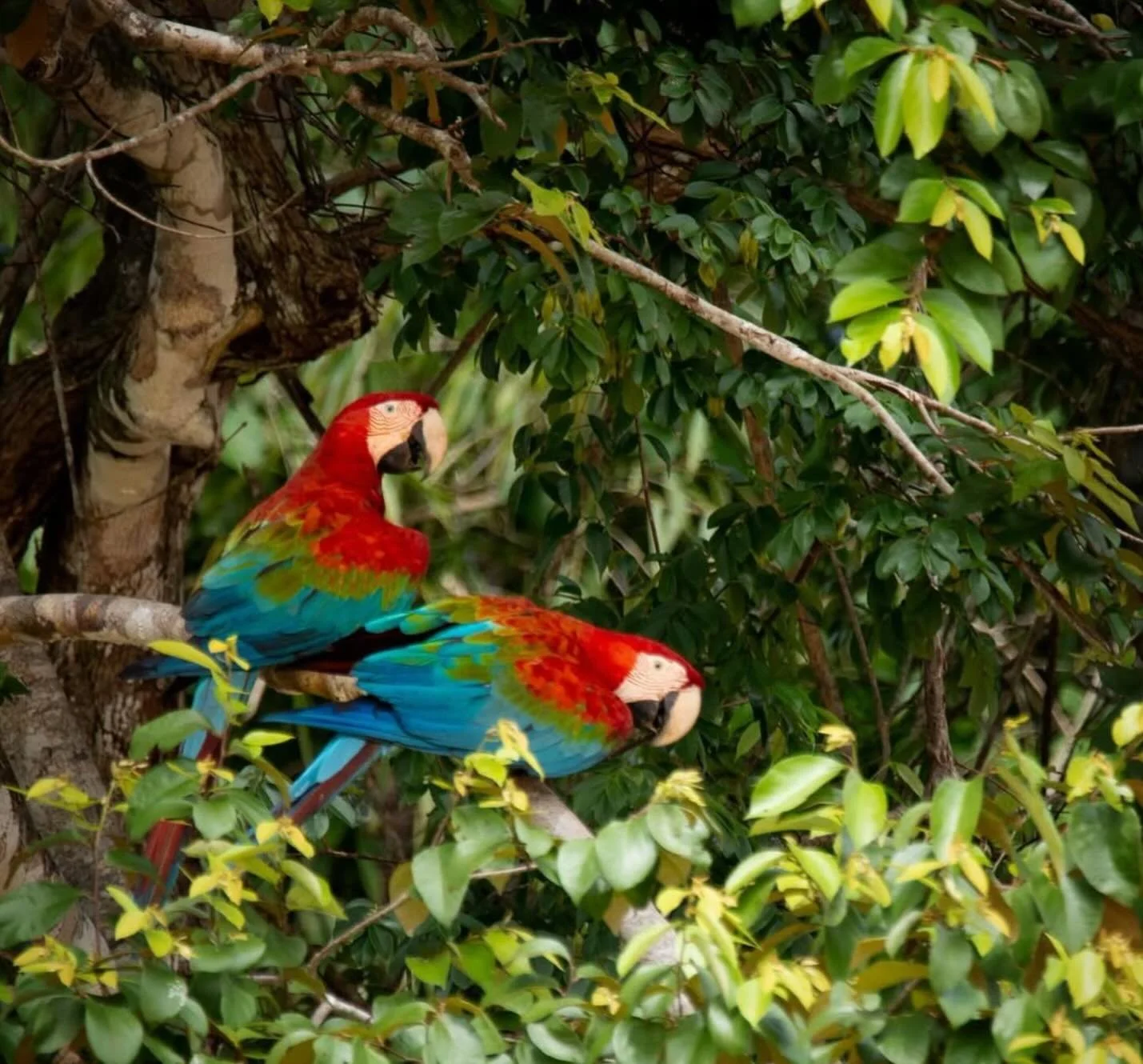 The Amazon Rainforest is home to an incredible amount of the world&rsquo;s wildlife and plays an important role in regulating our planet&rsquo;s climate. Illegal logging, mining, and fires continue to damage this amazing forest.

That&rsquo;s why @ju