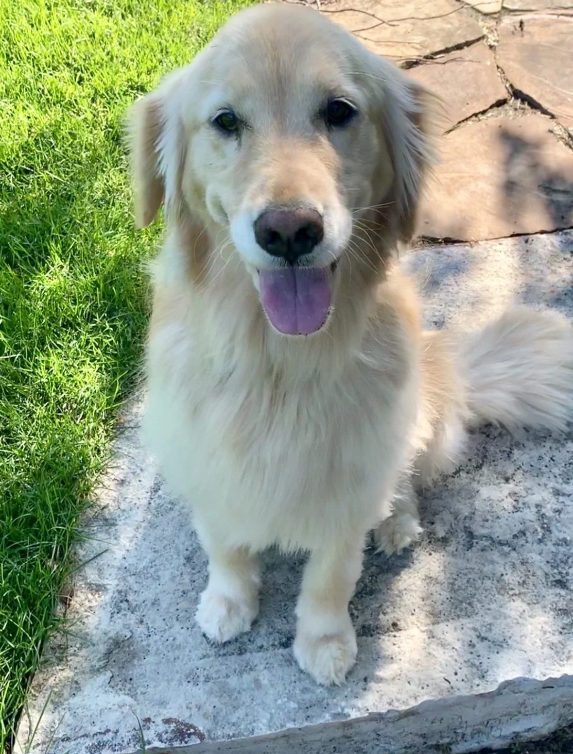 A golden retriever sits on a stone path with green grass outlining the path.
