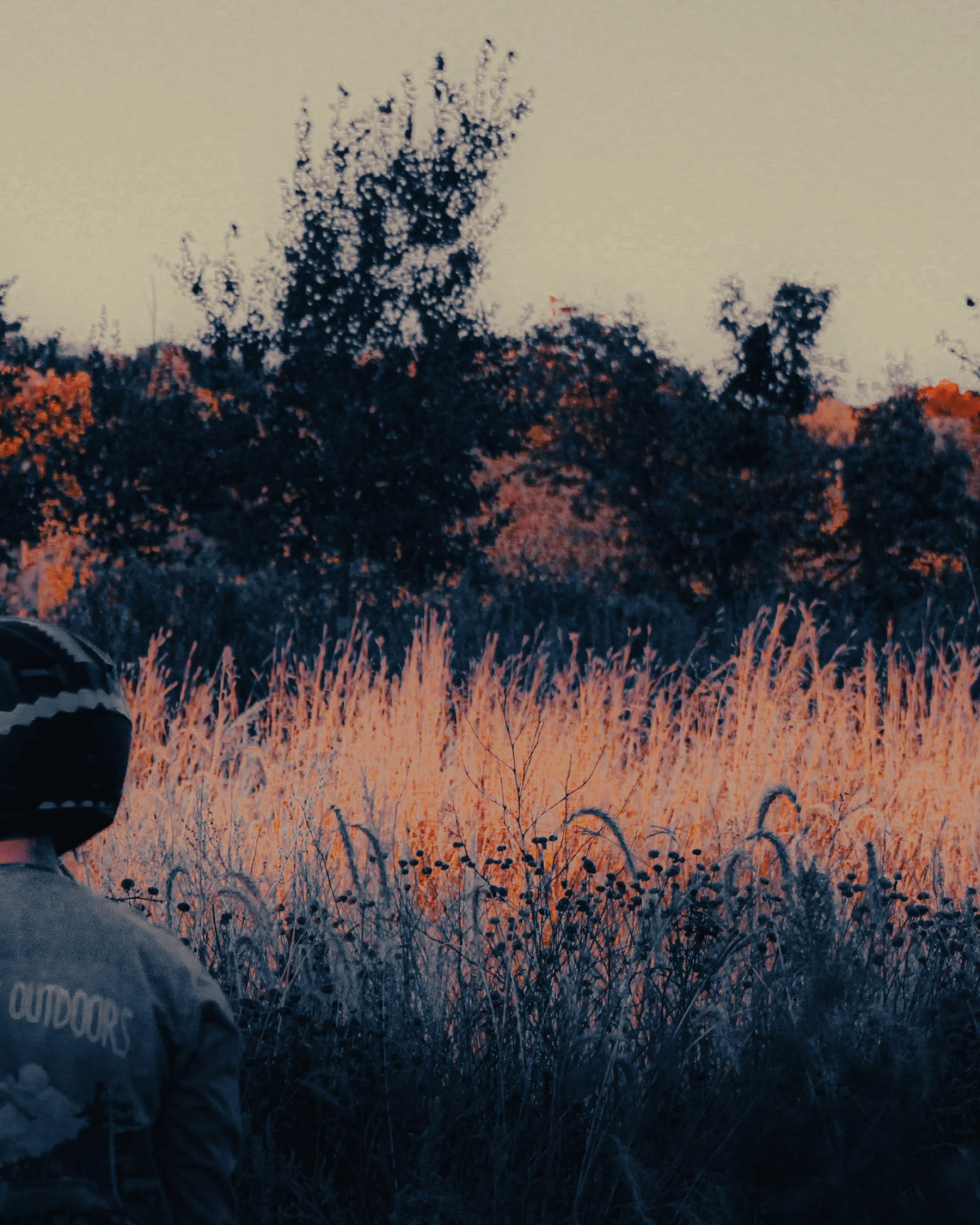 A person wearing a helmet and gray jacket with the word 'OUTDOORS' on the back, looking at tall grass and trees in a natural outdoor setting during sunset.