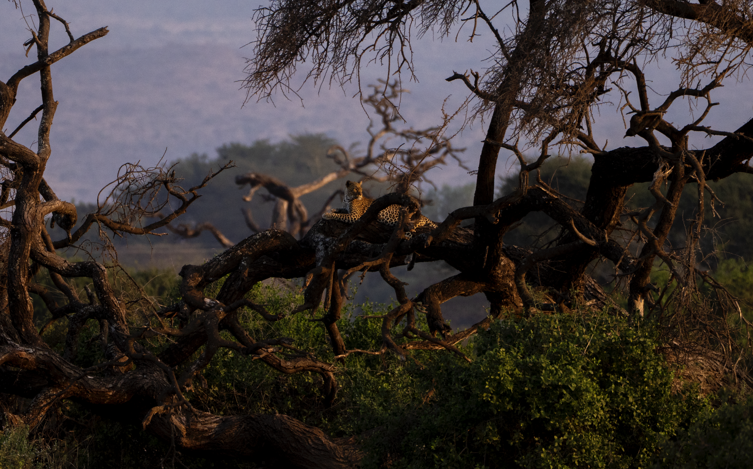 Screenshot 2025-07-18 at 5.08.03 AM.png