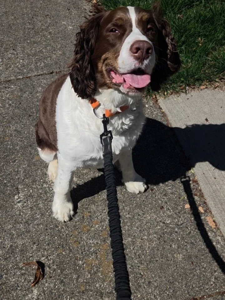 Reactivity Training Results with Jerry! 

Jerry used to be openly opinionated about dogs closeby, these dogs in particular. Here you can see how we practice staying calm in the face of fenced terror 🐾 🐾 He used to bark and lunge at them intensely. 