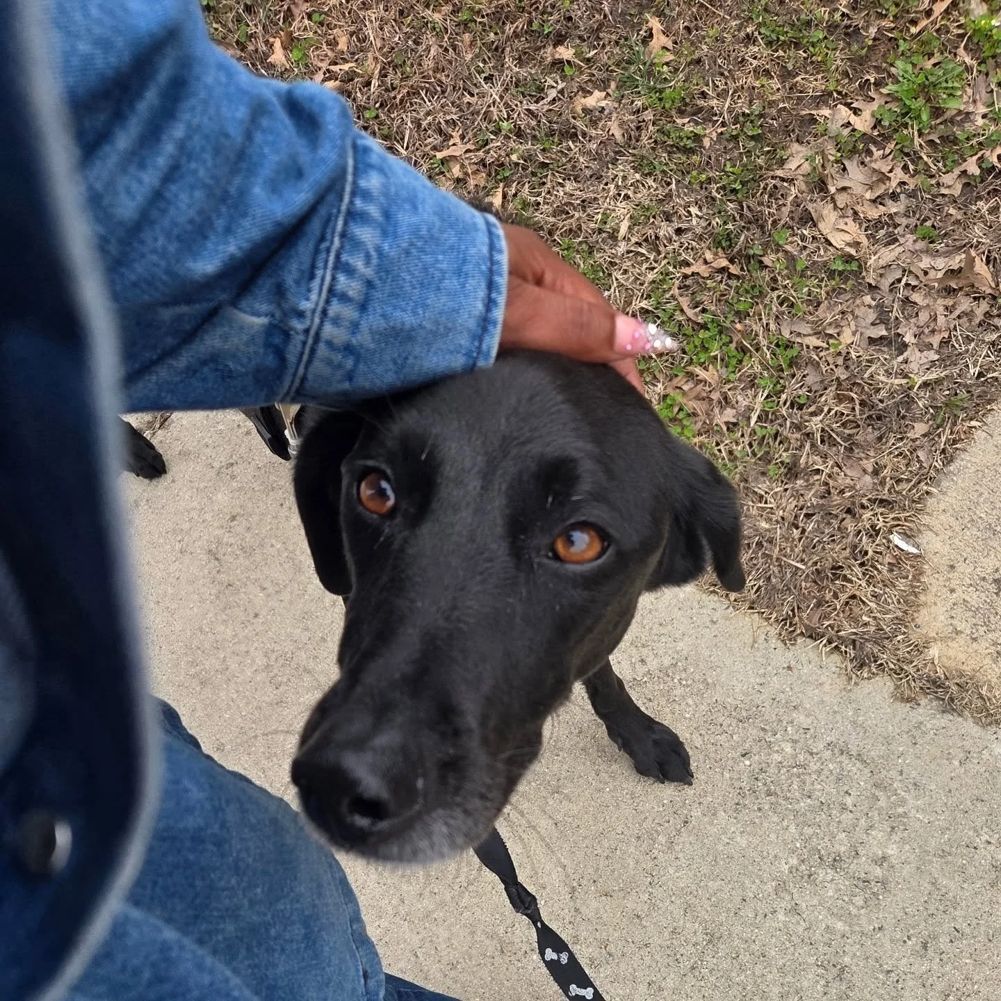 Meet Roxy! She&rsquo;s a full-size black Lab I&rsquo;ve been working with since last summer. At first, she wasn&rsquo;t exactly thrilled about her new cousin, Nipsey, moving in! But they&rsquo;ve come such a long way. Nipsey was originally afraid of 