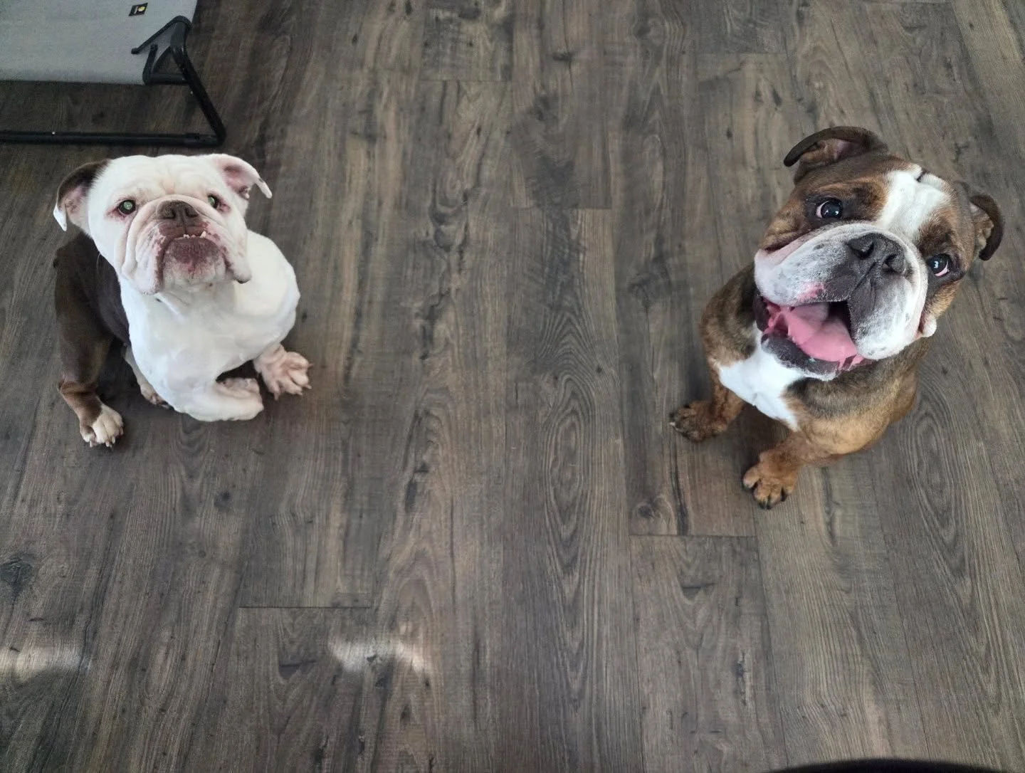 Breakfast with the Bulldogs, Jax and Matilda 🐾 

#CharlottePetCare #CharlotteDogs #CharlotteDogWalking #CLTPetServices #fypppppppppppppppppppppppppppppppppppppppppppppppppppppppppppppppppppppp