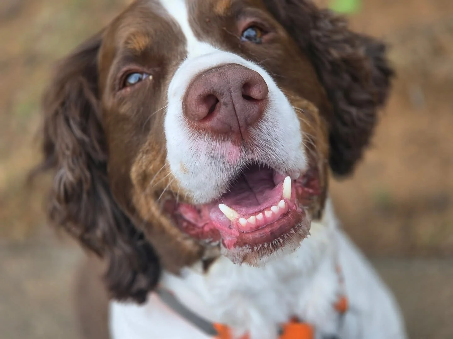 Need a pet care in the Charlotte area? We&rsquo;ve got you covered! From reactivity coaching to dog and cat sittings, we handle it all. Check out our booking site today ReesRescues.com Need help booking? Just let us know!