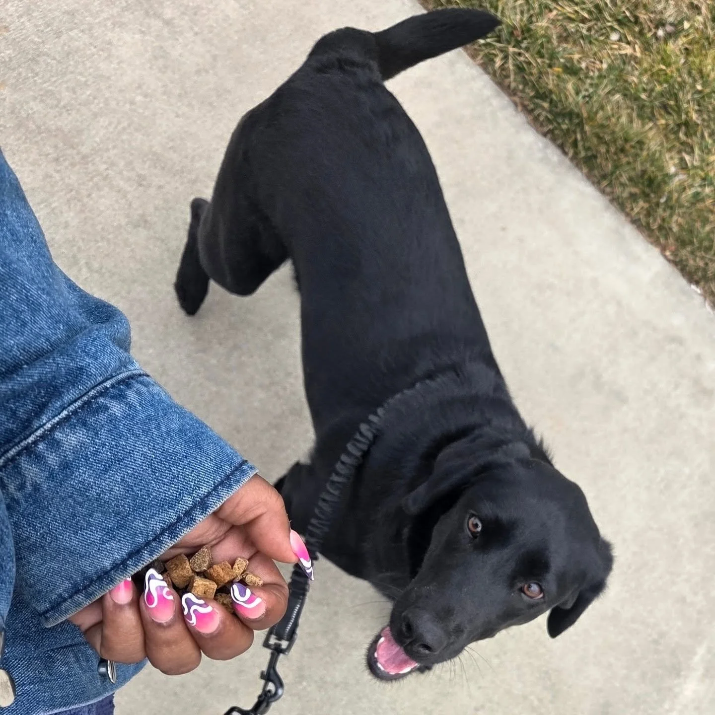 Need a dog walker in the Charlotte area? We&rsquo;ve got you covered! From reactivity coaching to dog and cat sittings, we&rsquo;ll handle it all. Check out our booking site today&mdash;need help booking? Just let us know!

#CharlotteDogWalker 
#Char