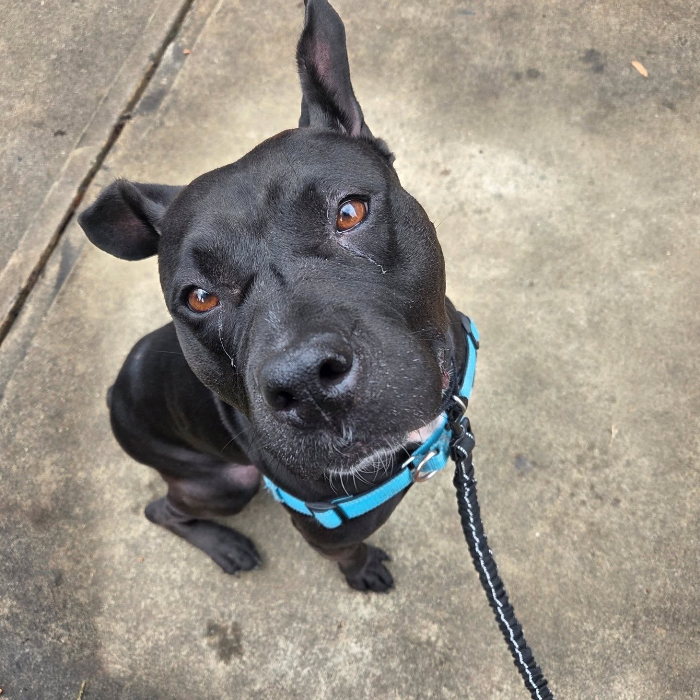 My sweet Lulu! One of my regulars, she&rsquo;s been recovering from multiple surgeries over the past few months and is finally cleared for physical activity again. She&rsquo;s getting back in her training flow this week&mdash;and she&rsquo;s a rescue