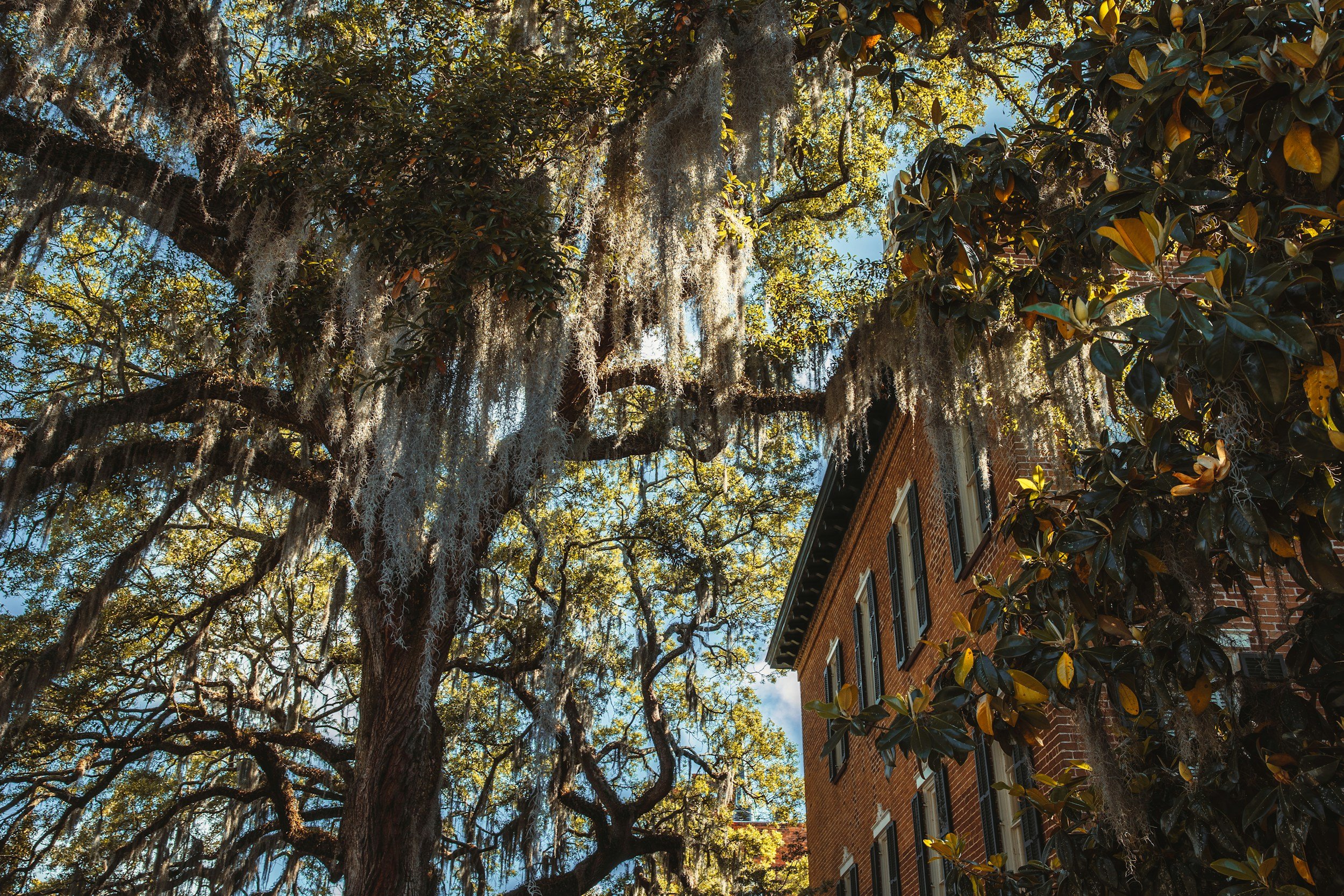 A large tree with hanging moss in front of an old brick building with multiple windows, under a partly cloudy sky.