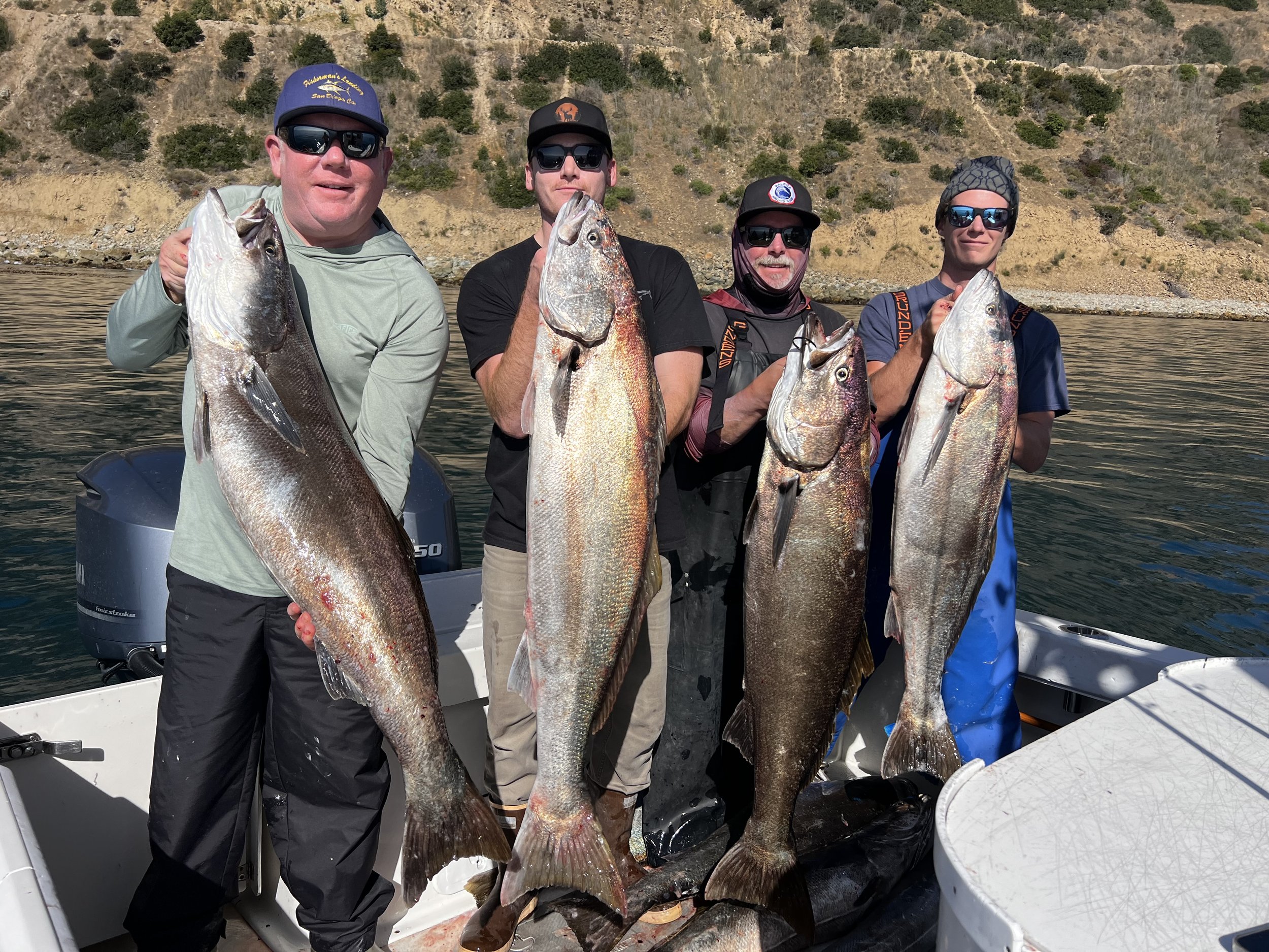 Catalina Island white Seabass