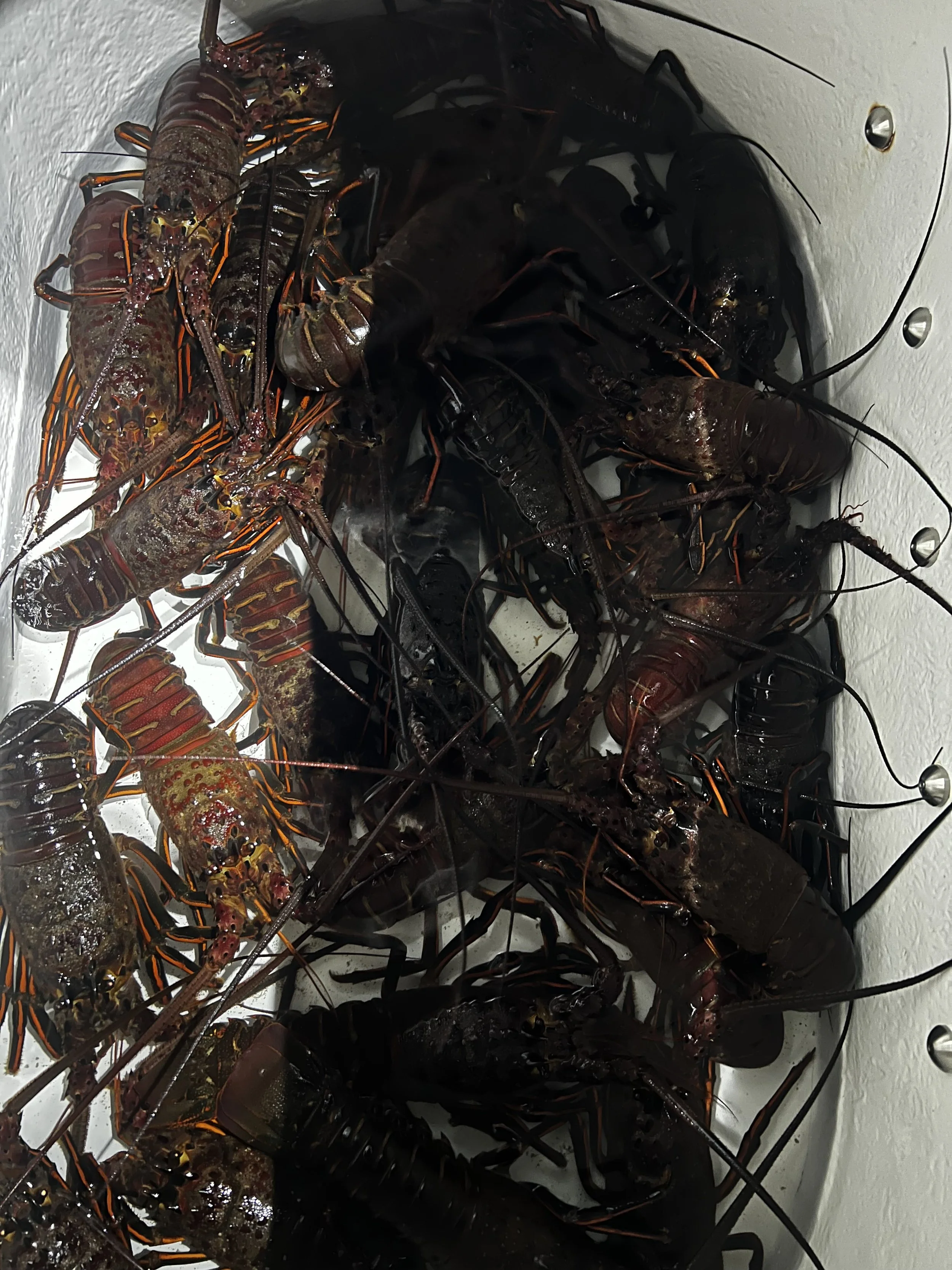 Catalina Island spiny lobster