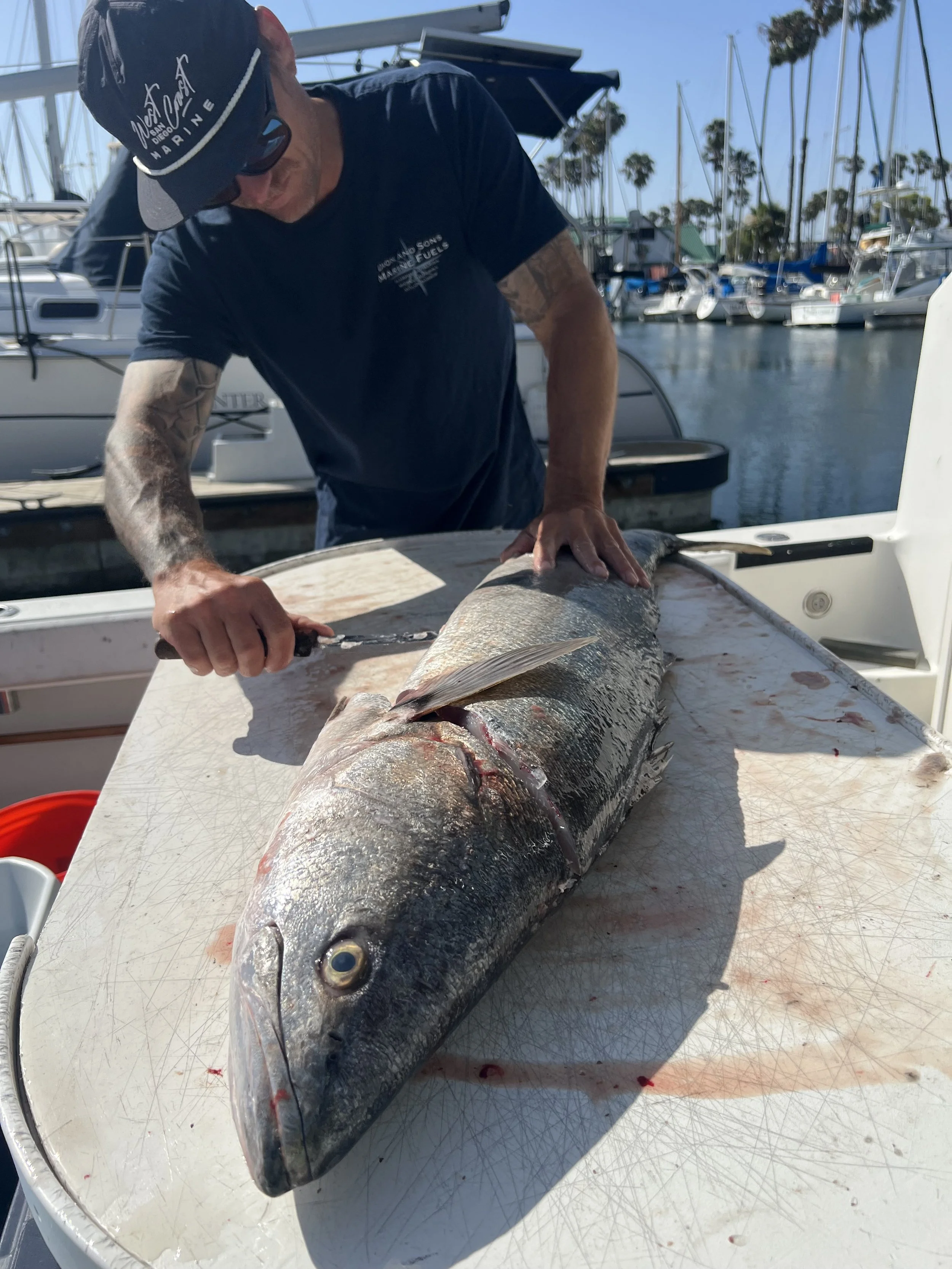 Captain Wes Pierson fileting a white seabass in orange county, california