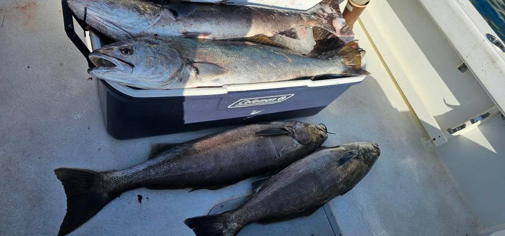 Catalina Island White Seabass over flowing from a cooler