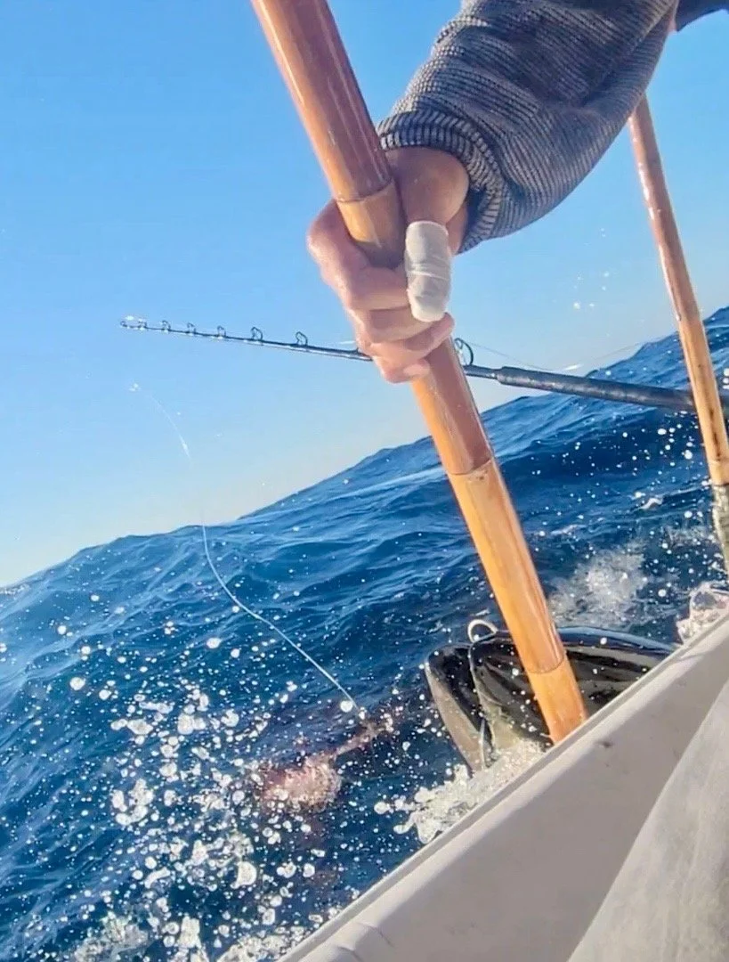 A large Bluefin tuna, caught using a flying fish and a kite, being gaffed