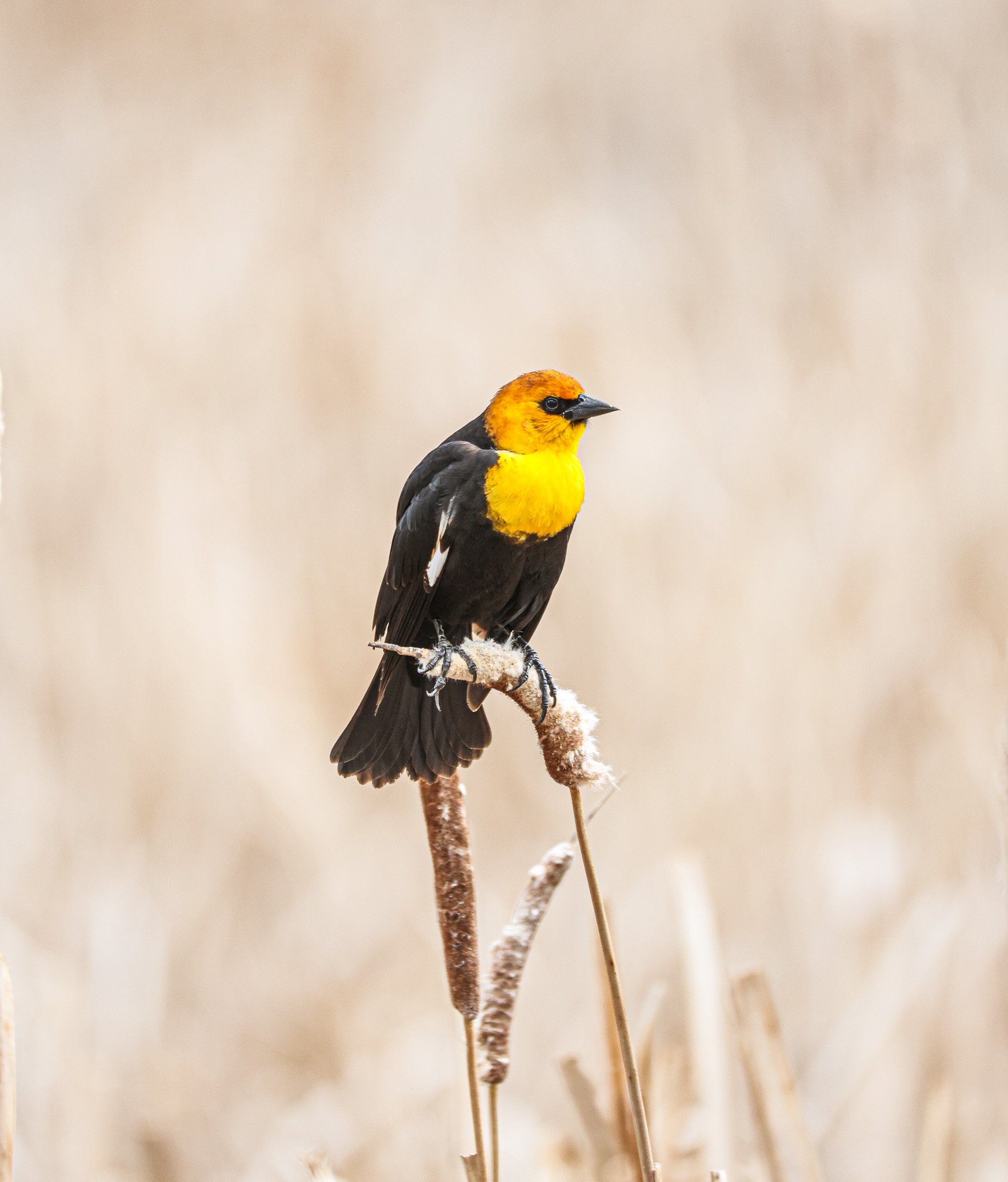 A small yellow and black bird perched on a dried plant stem in a natural setting.