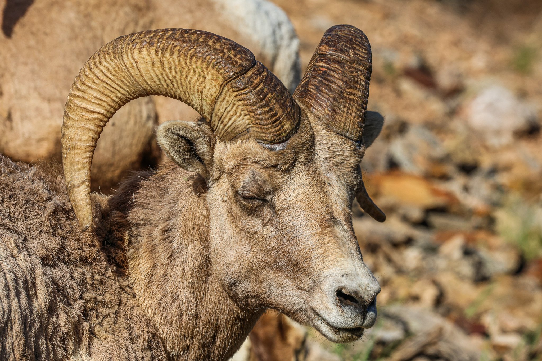 A close-up of a mountain goat with large, curved horns resting on a rocky surface, with a blurred background.
