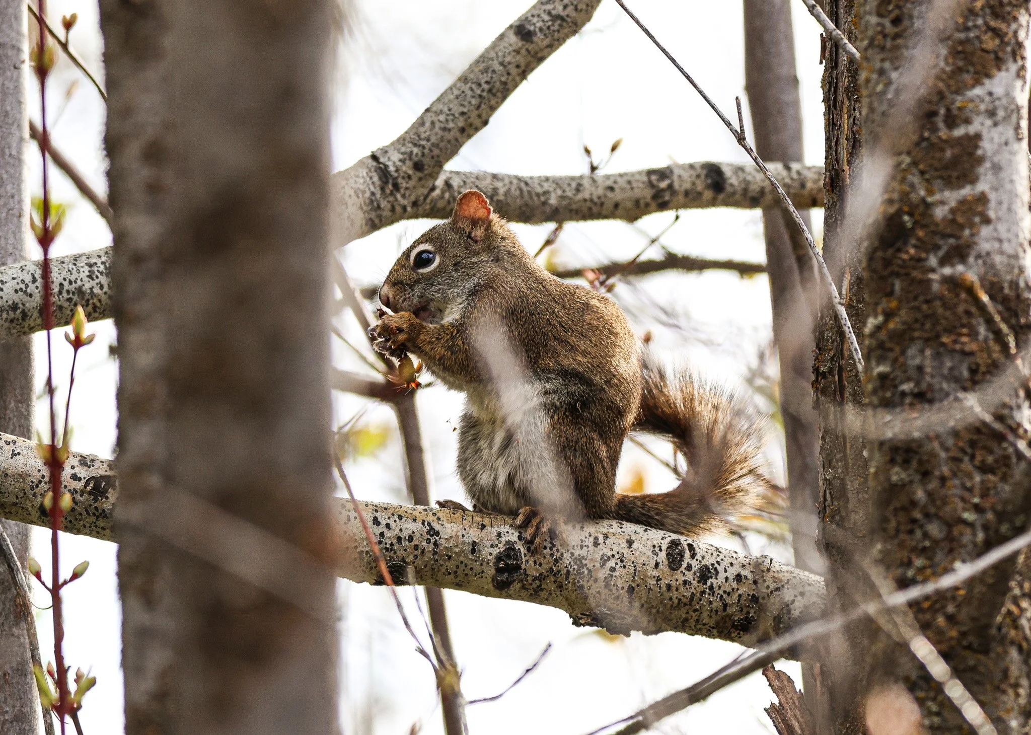 A squirrel on a tree branch holding a nut.