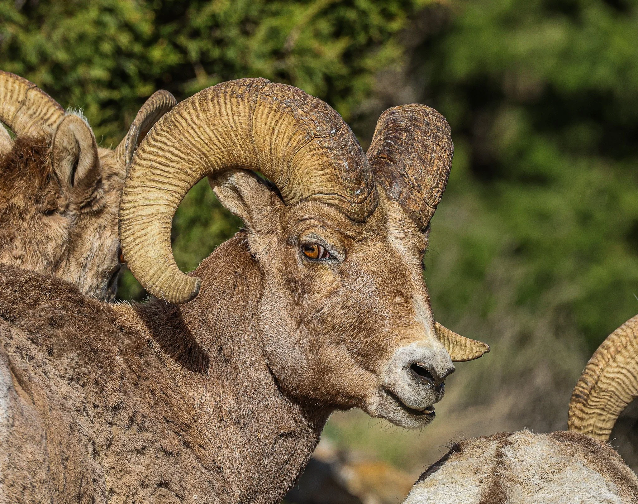 Close-up of a ram with large curved horns, brown fur, and a greyish face, standing among other sheep or goats with a blurred green background.