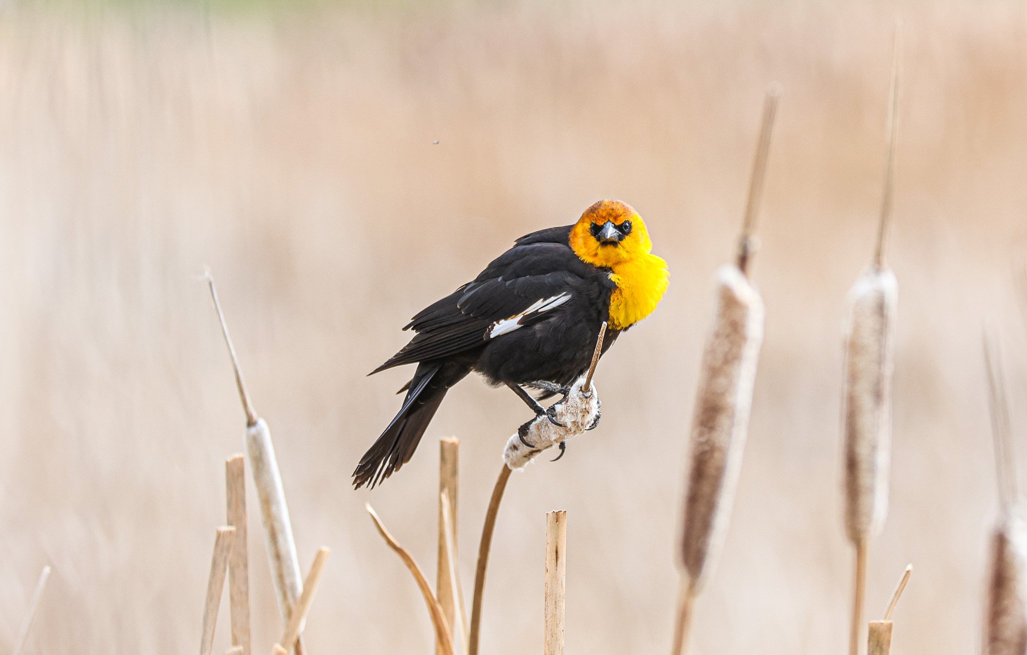 A yellow and black bird perched on a twig, with additional twigs in the background.