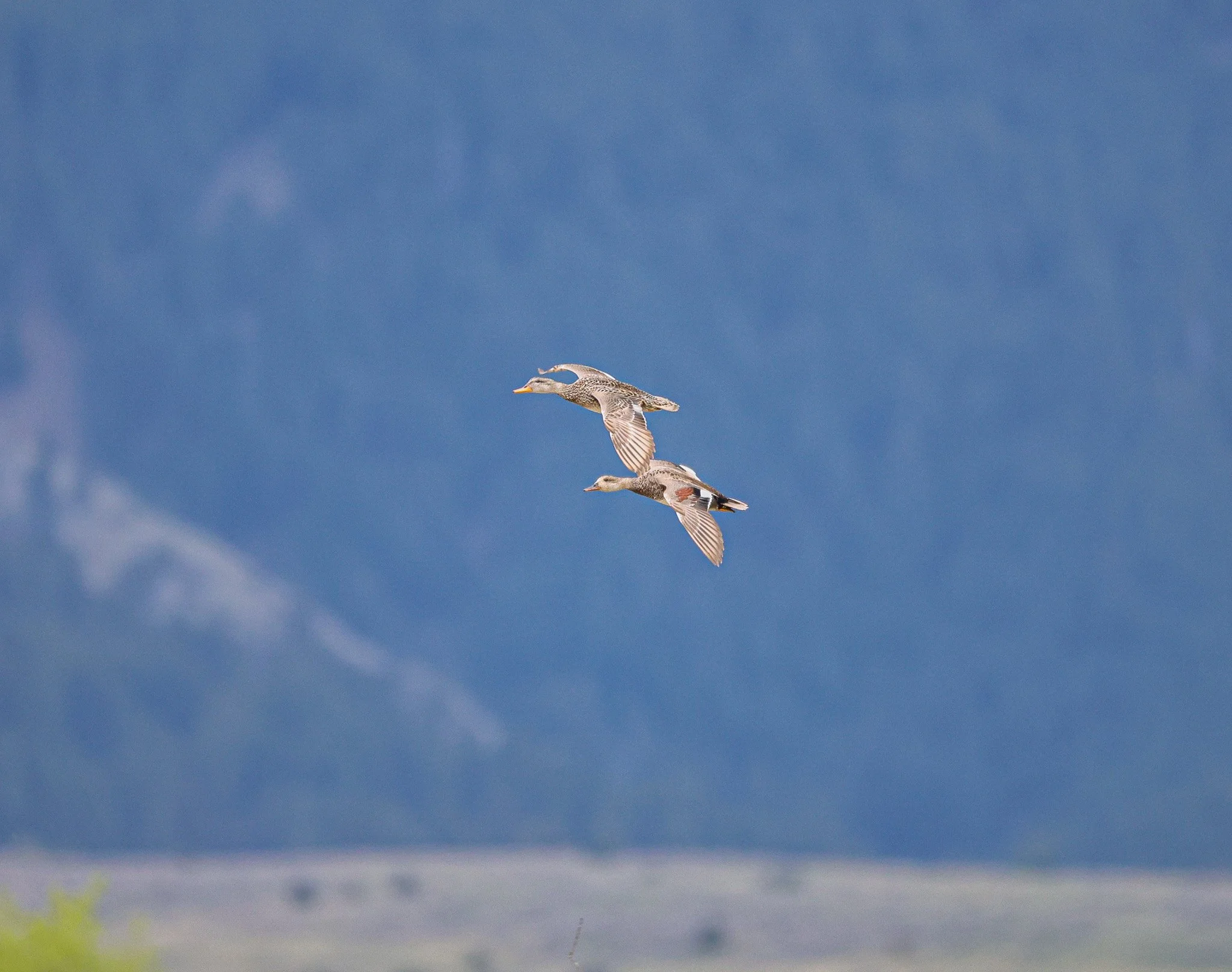 Two ducks flying over a grassy landscape with a blue sky in the background.