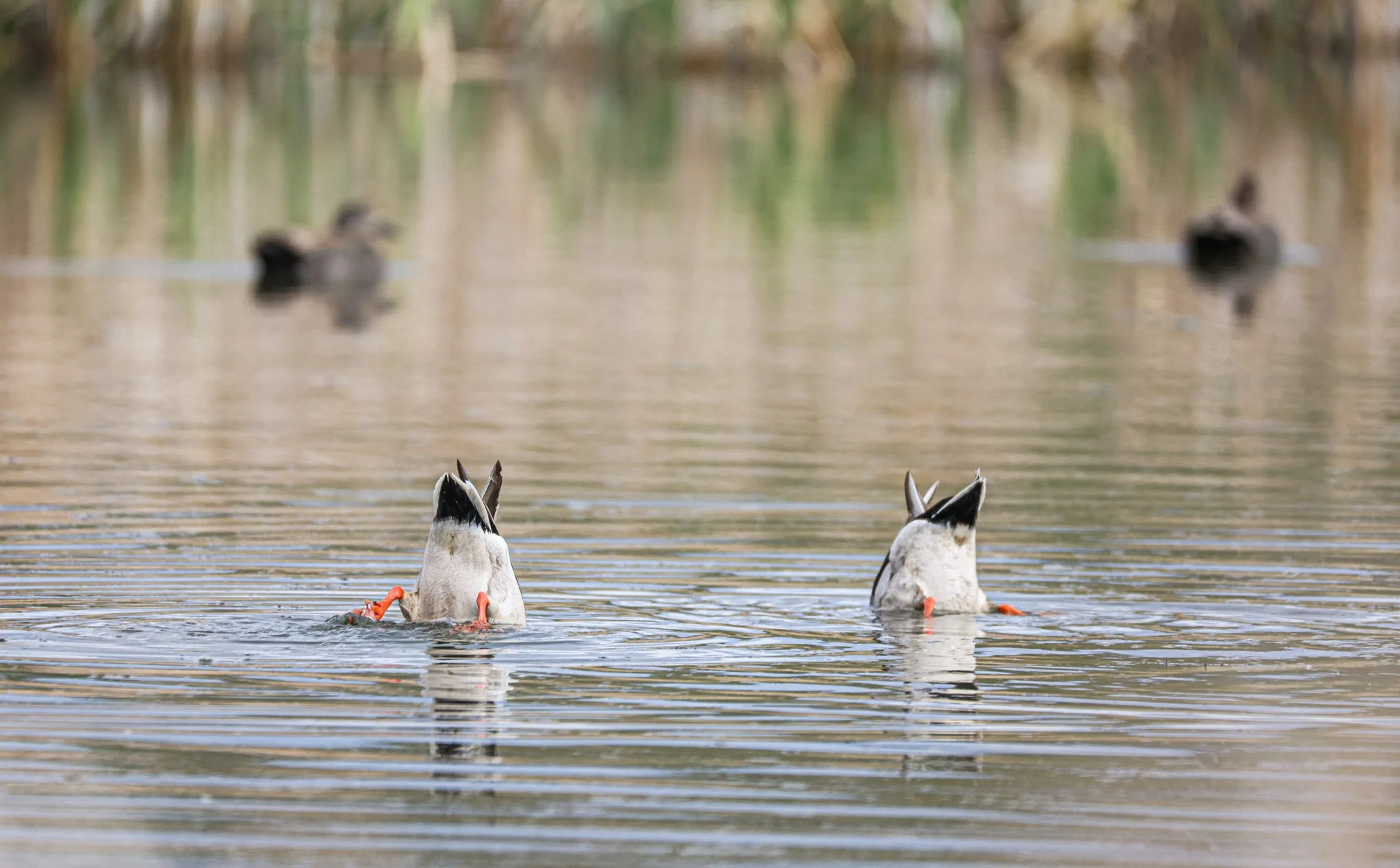 Two ducks with their heads submerged in water, seen from behind, with three other ducks in the background swimming on a lake or pond, surrounded by trees and vegetation.