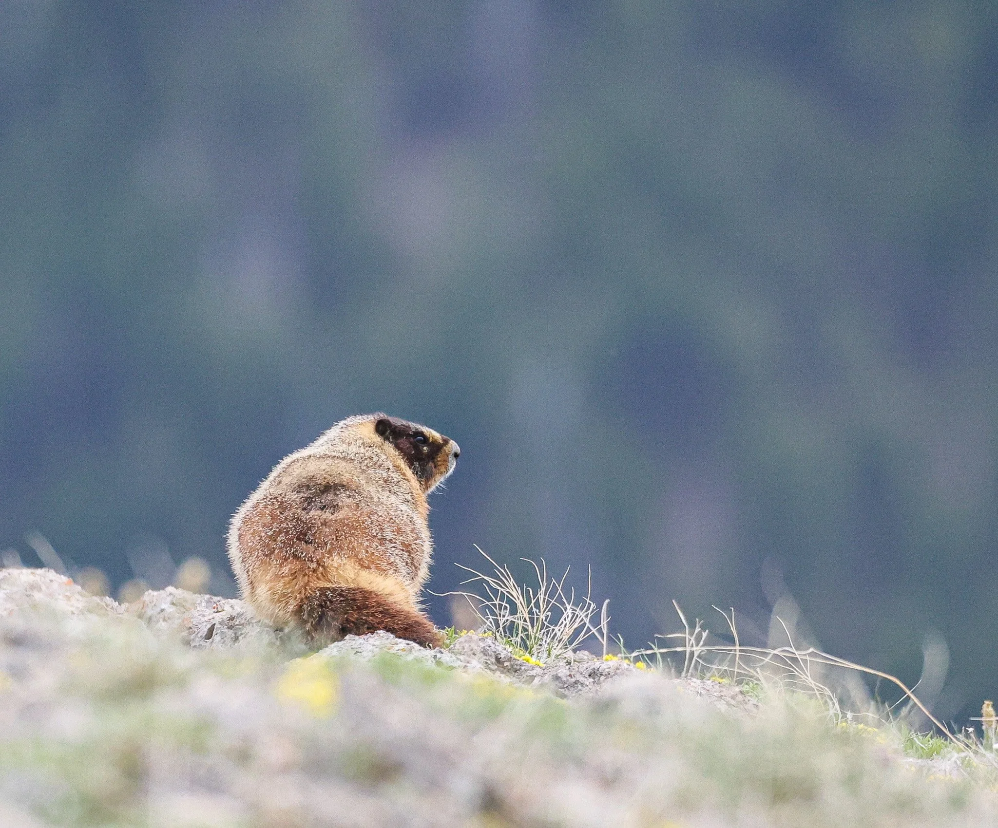 A marmot standing on a rock in a grassy area with a blurred background of blue sky and clouds.