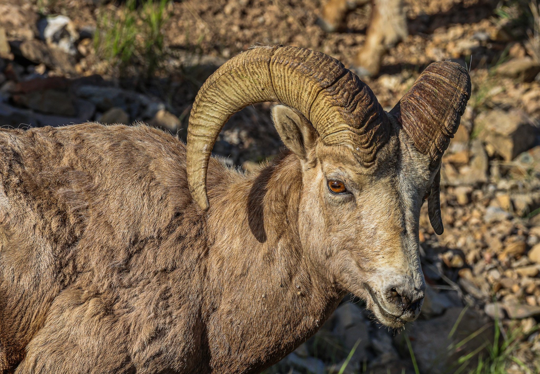 Close-up of a mountain goat with large, curved horns on rocky terrain.