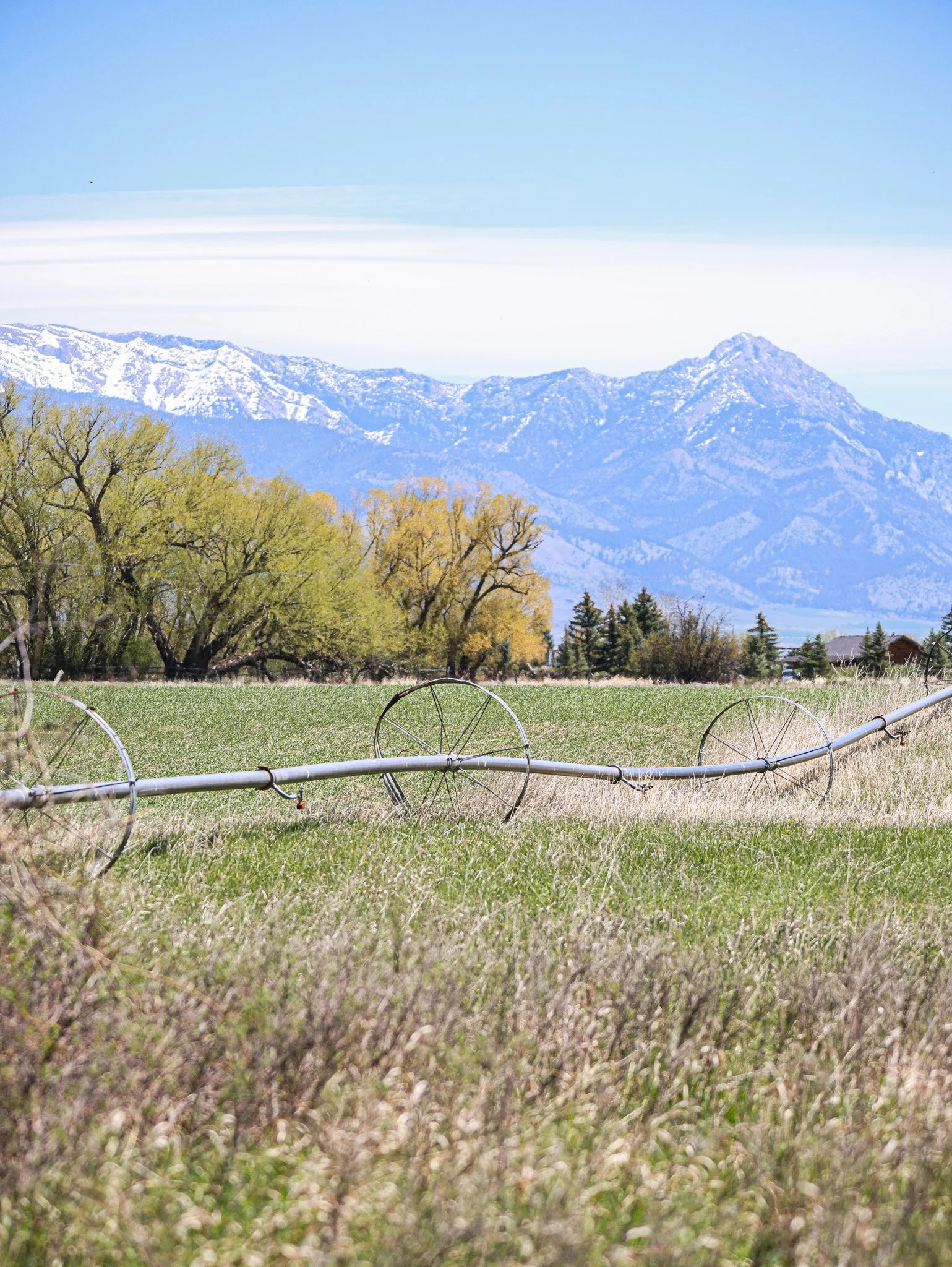 Springtime agricultural field with sprinkler system, green grass, trees, and snow-capped mountains in the background under a clear blue sky.