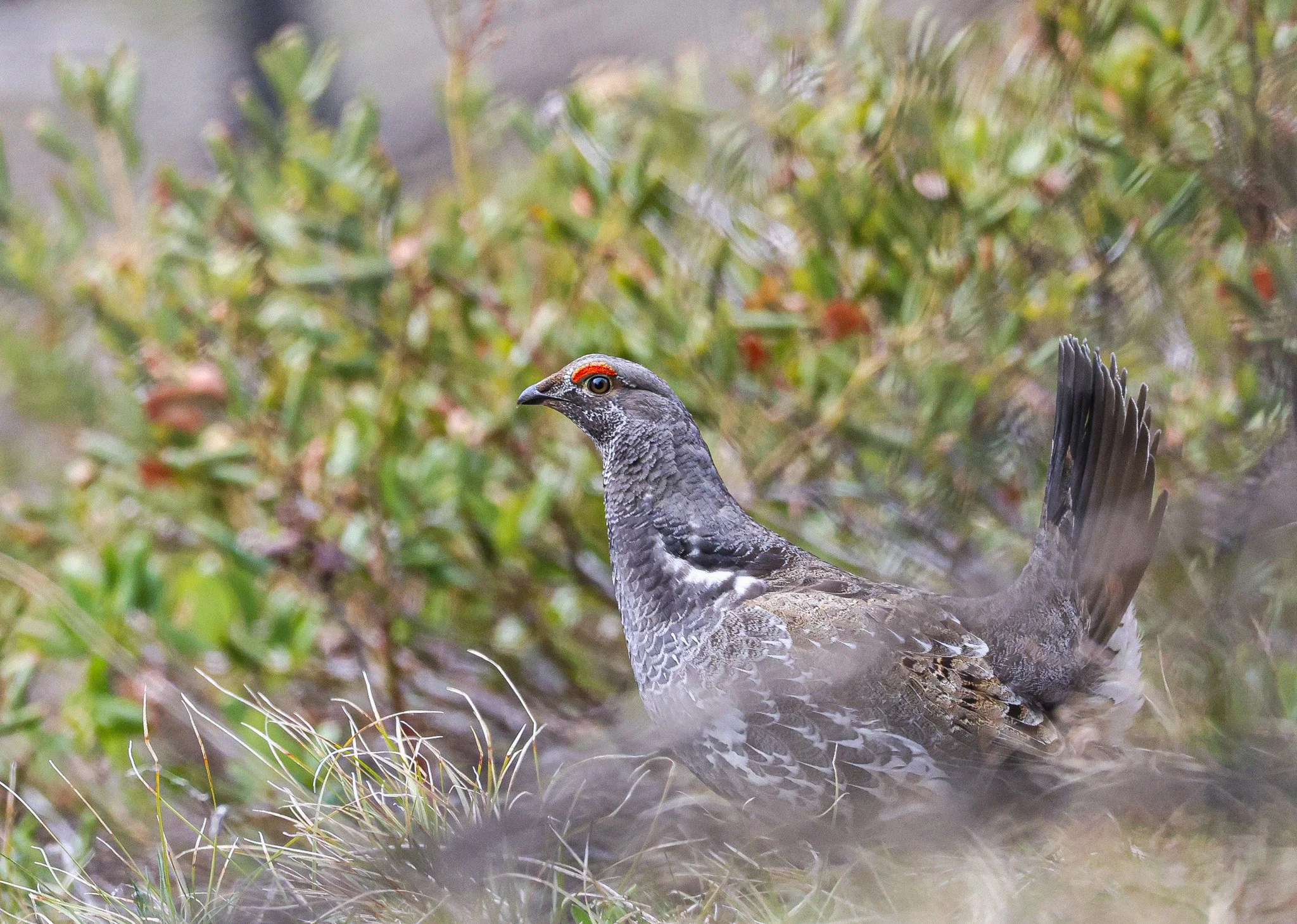 A wild grouse standing on the ground amidst grass and shrubs.