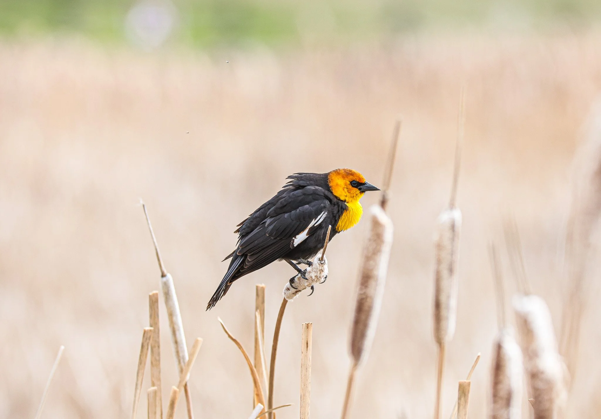 A bird with bright yellow head and black body perched on a thin branch in a natural setting.