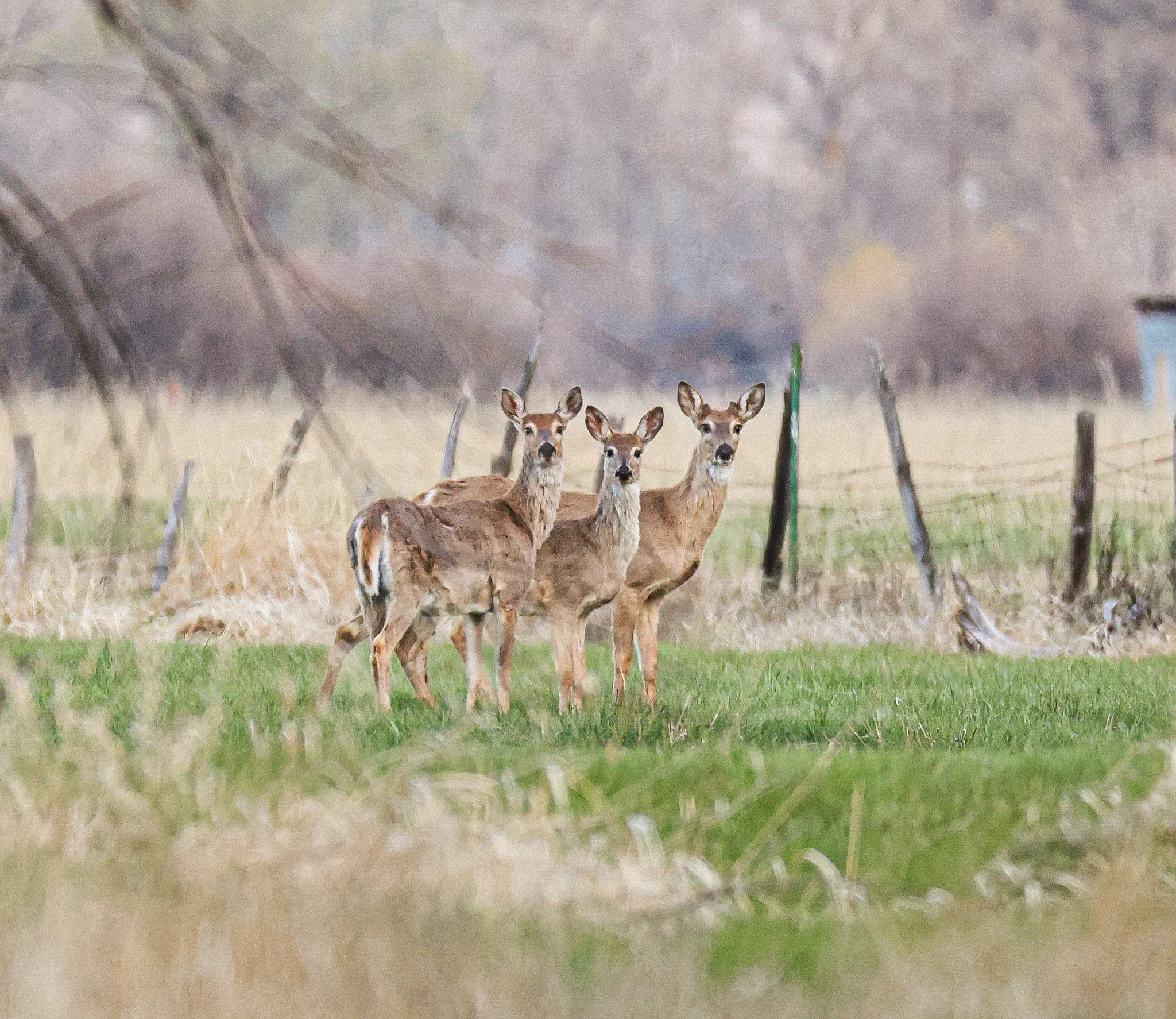 A herd of deer standing in a field with trees in the background.