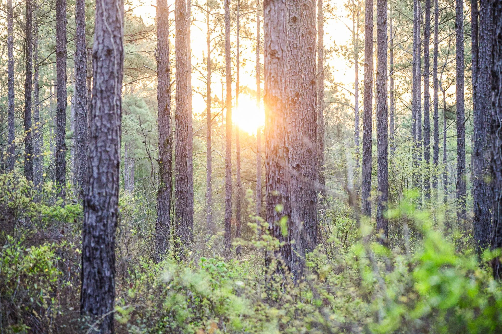 Sunlight filtering through tall pine trees in a forest with green undergrowth.