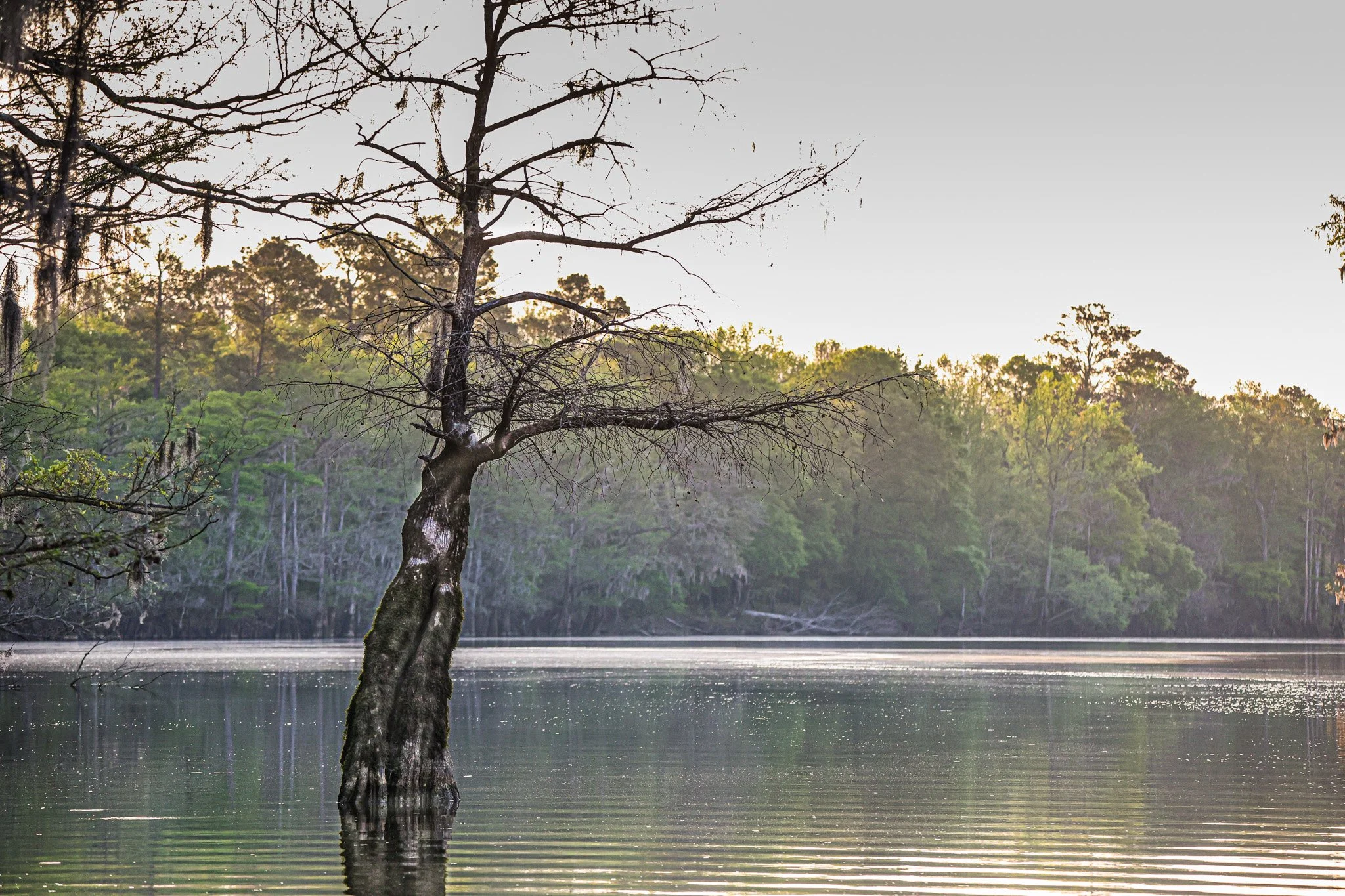 A leafless tree standing in the middle of a calm river, with a background of lush green trees and a bright sky at sunrise or sunset.