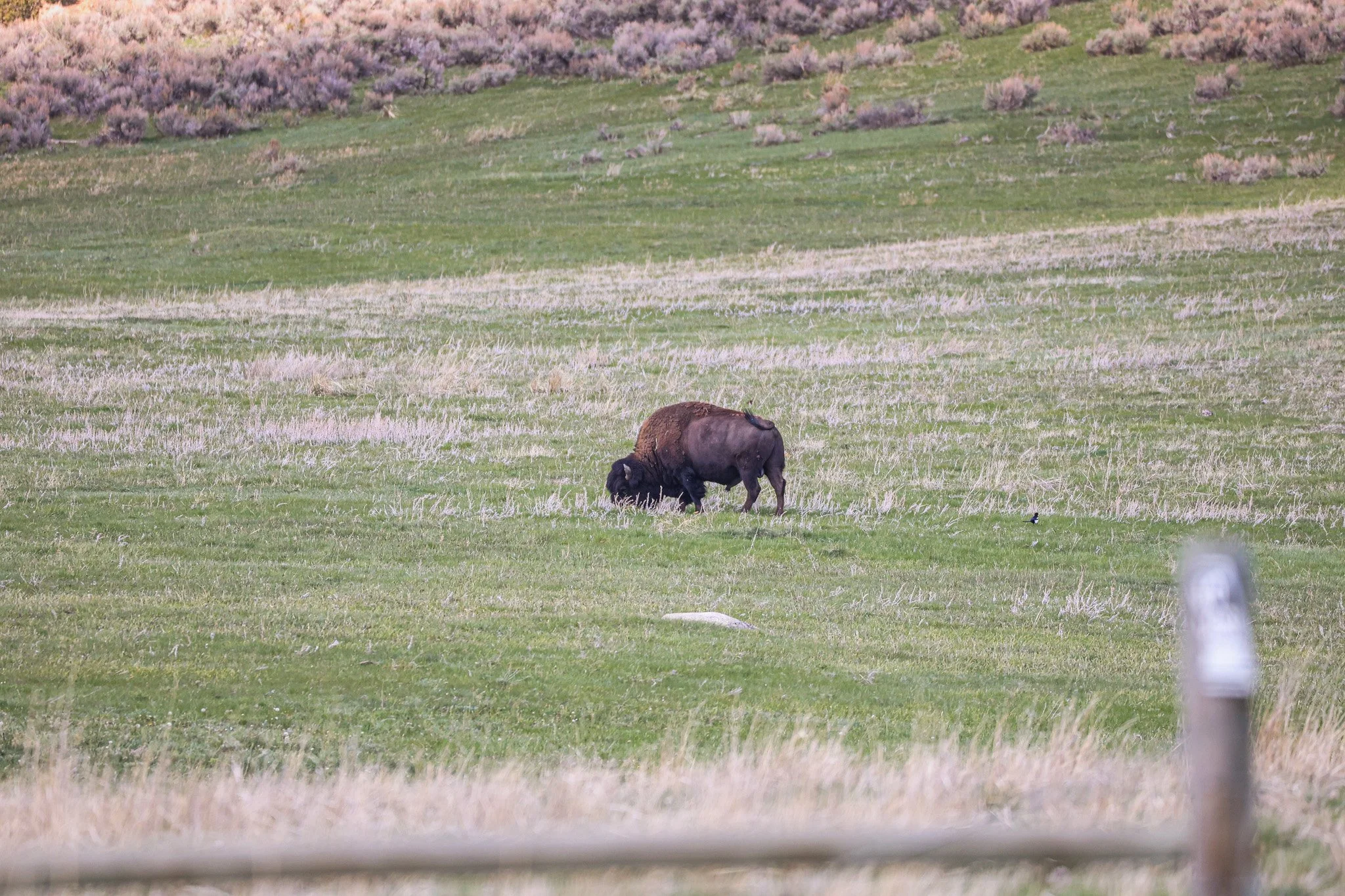 A bison grazing in a grassy field with purple wildflowers and shrubs in the background.