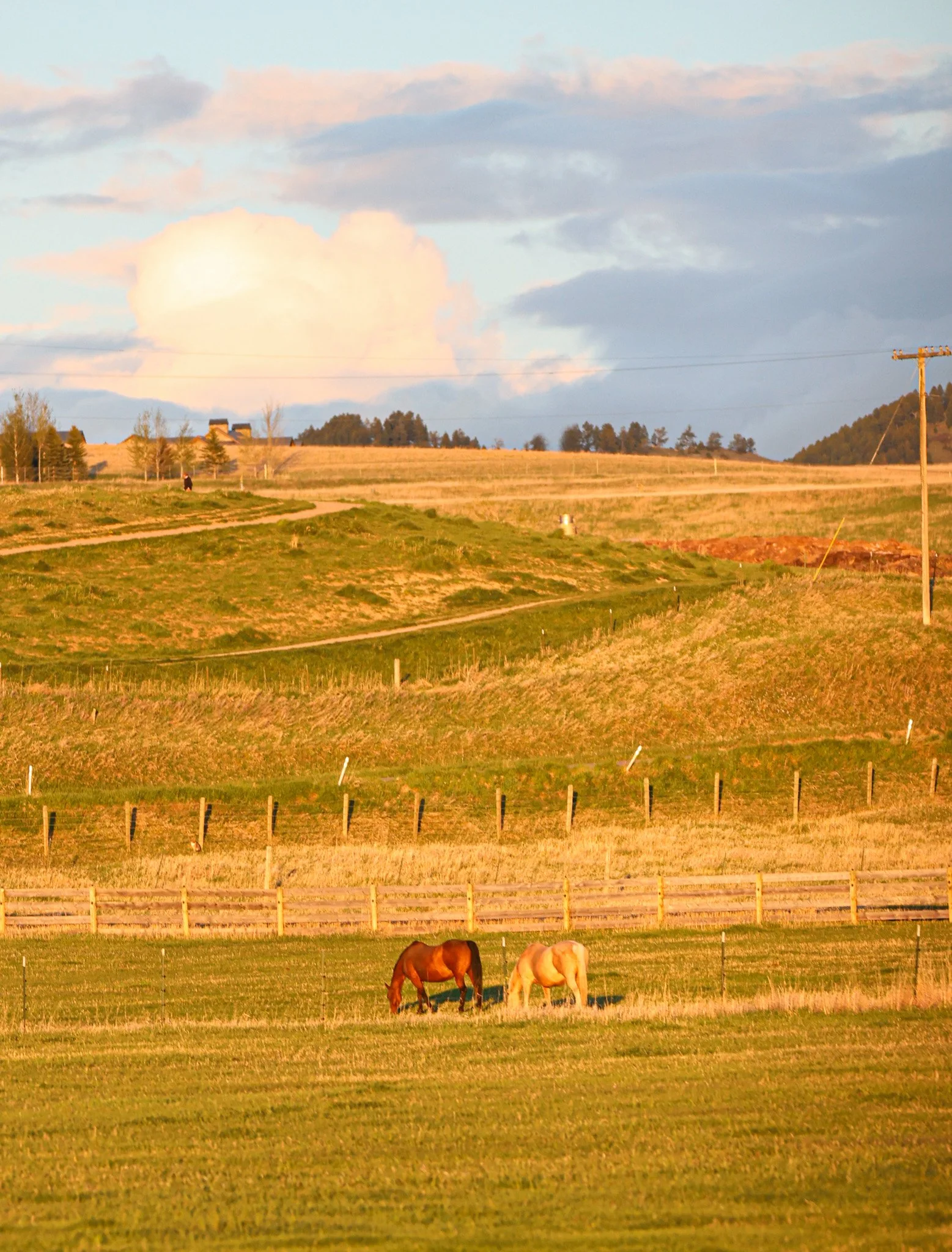 A rural landscape during sunset with horses grazing in a fenced field, rolling hills, trees, power lines, and a partly cloudy sky.
