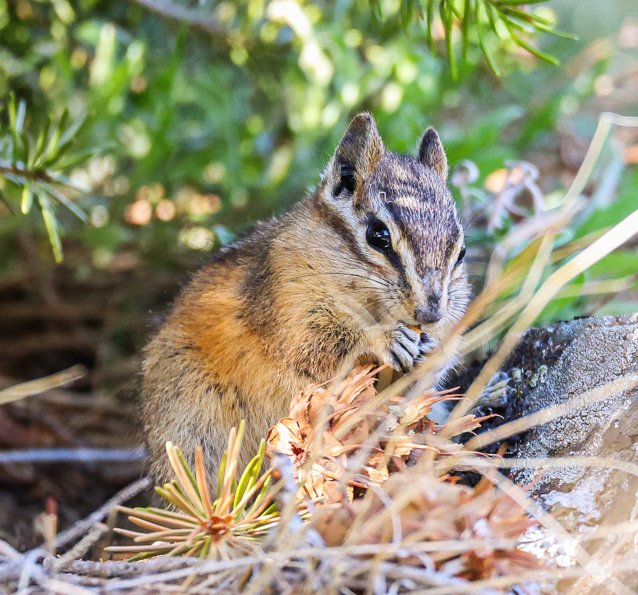 The image shows a squirrel on the ground among green plants, grasses, and small twigs. The squirrel is looking to the side, with visible fur, ears, and eyes.