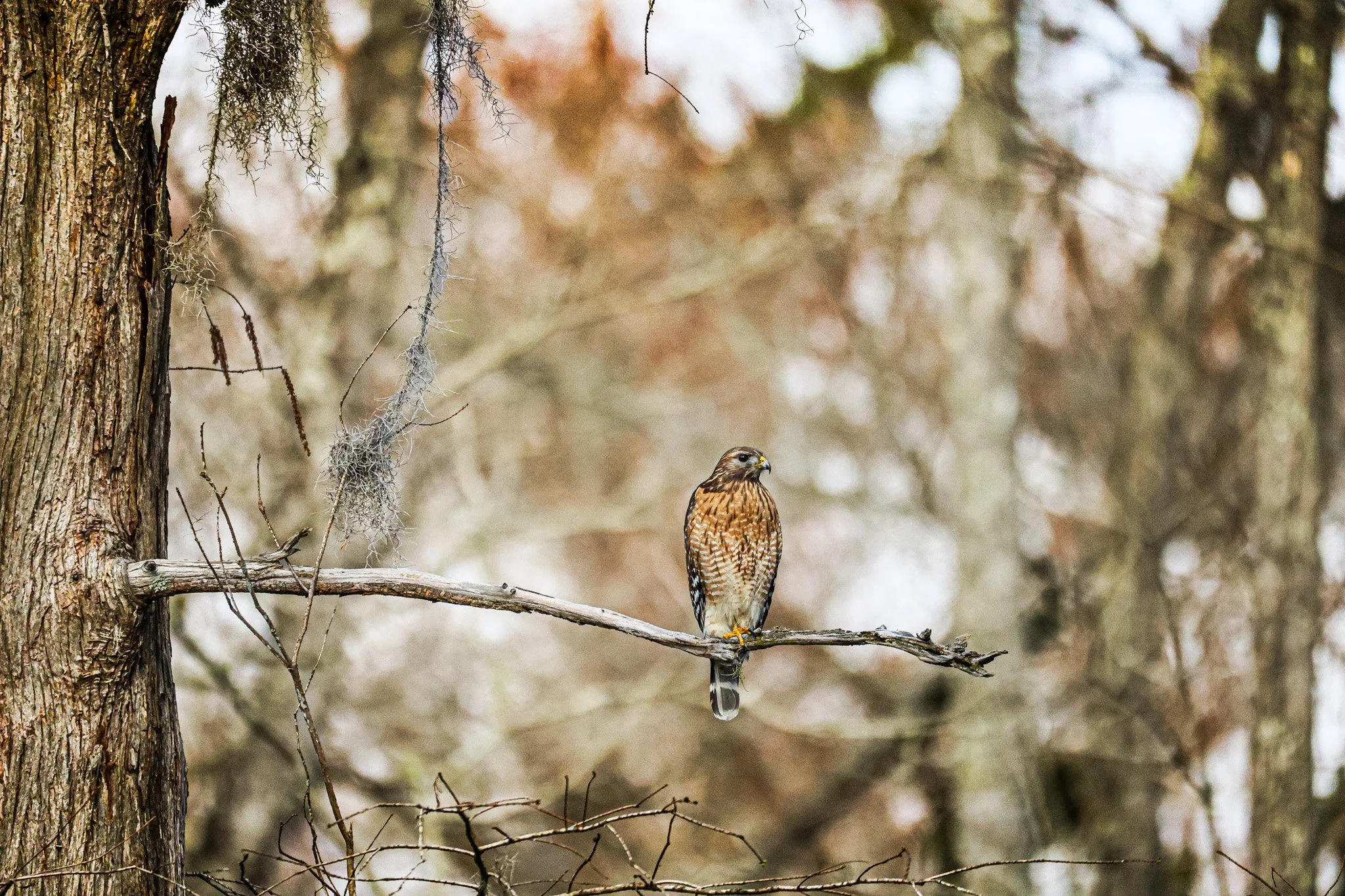 Red-Shouldered Hawk