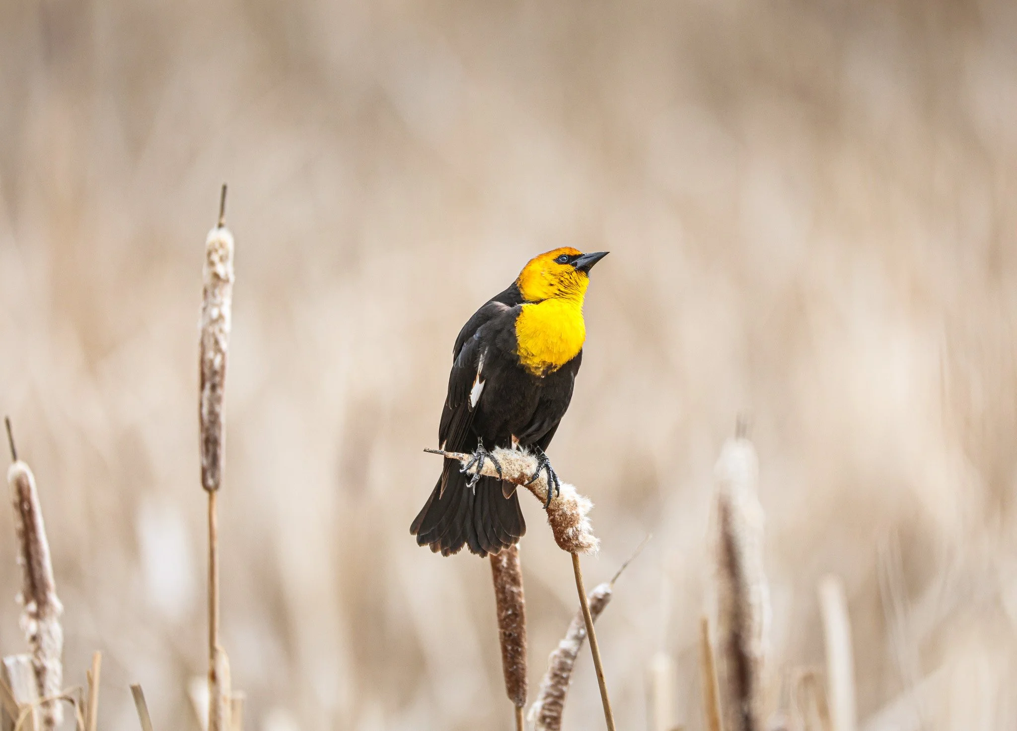 A yellow and black bird perched on a cattail reed in a marshland.